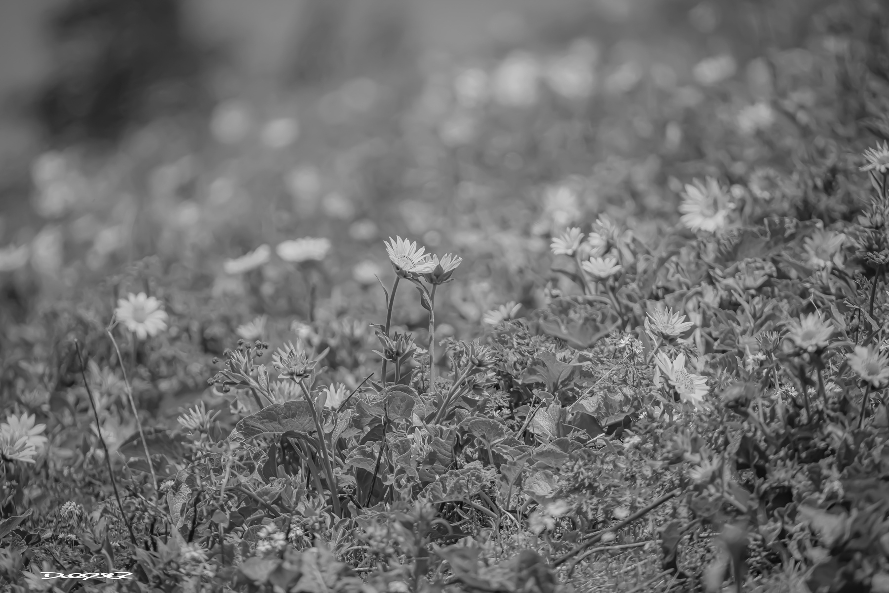 A black and white photo shows a field of flowers with various blossoms in focus and a soft, blurred background.