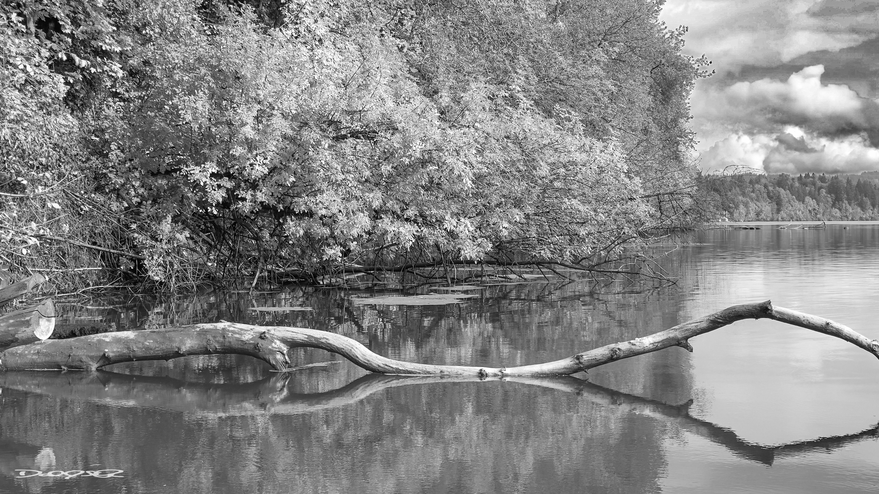 A tranquil riverside scene features a fallen tree partially submerged in water, surrounded by lush foliage under a cloudy sky.