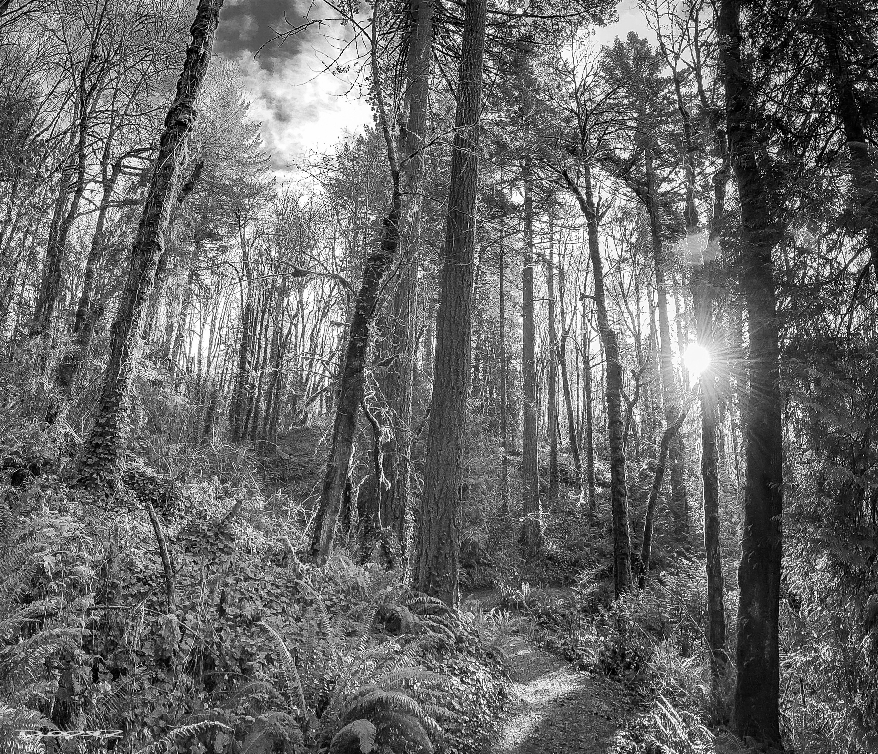 A black and white scene showcases a sunlit forest with tall trees and a narrow path.