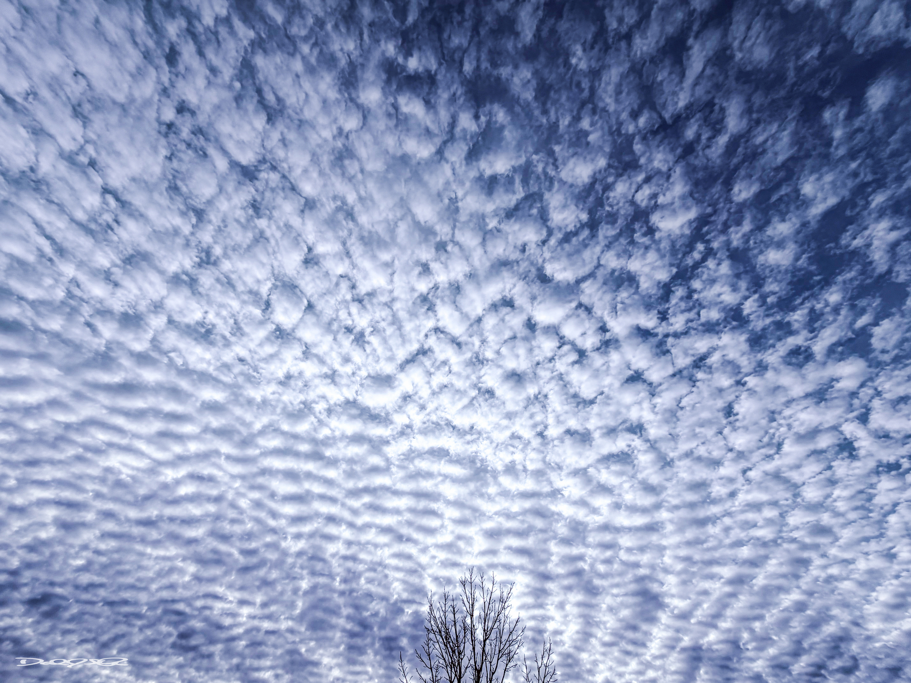 A vast sky filled with dense, patterned clouds stretches above a bare tree.