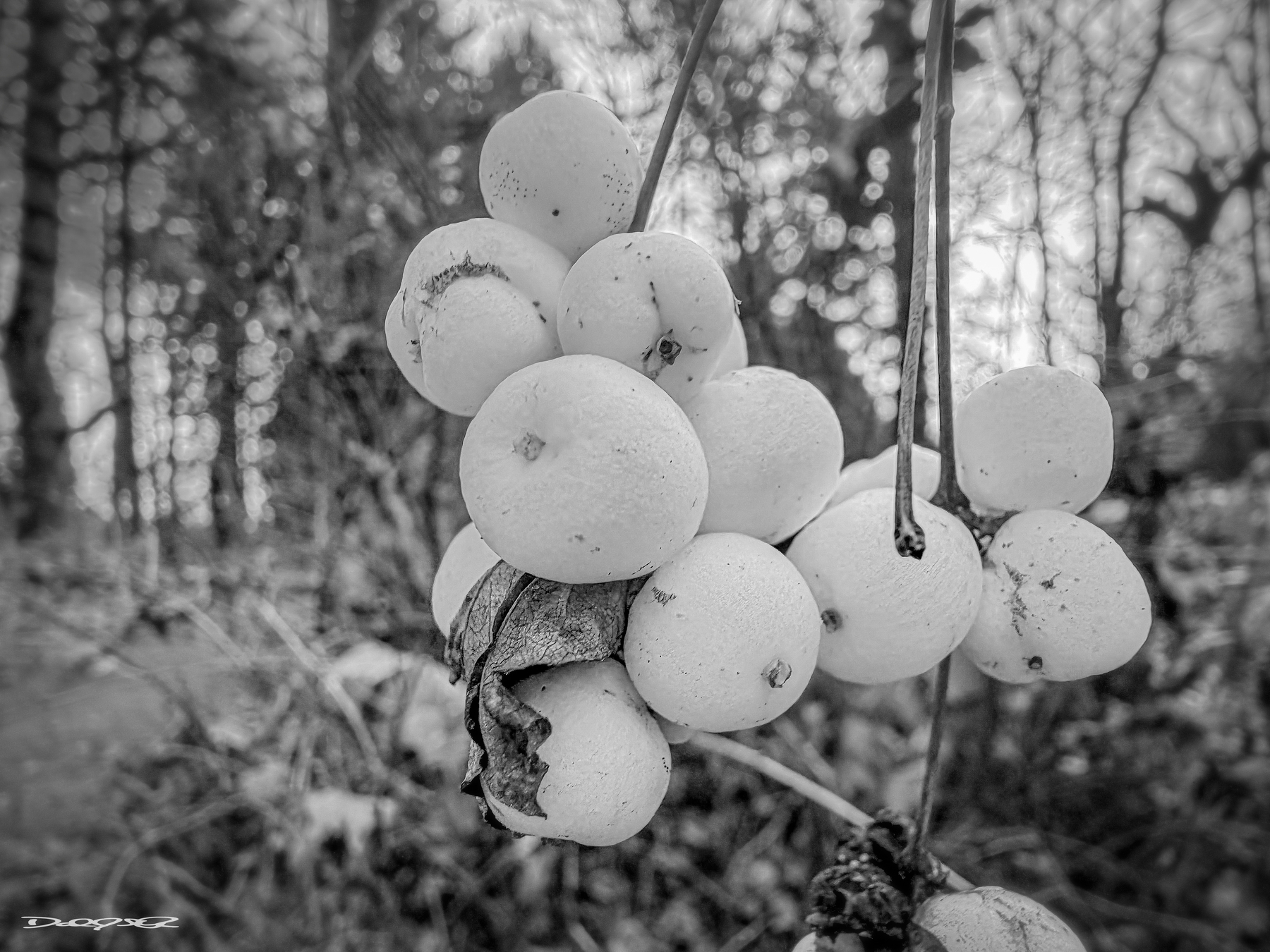 A cluster of white berries with some dry leaves is depicted in a black and white outdoor setting.