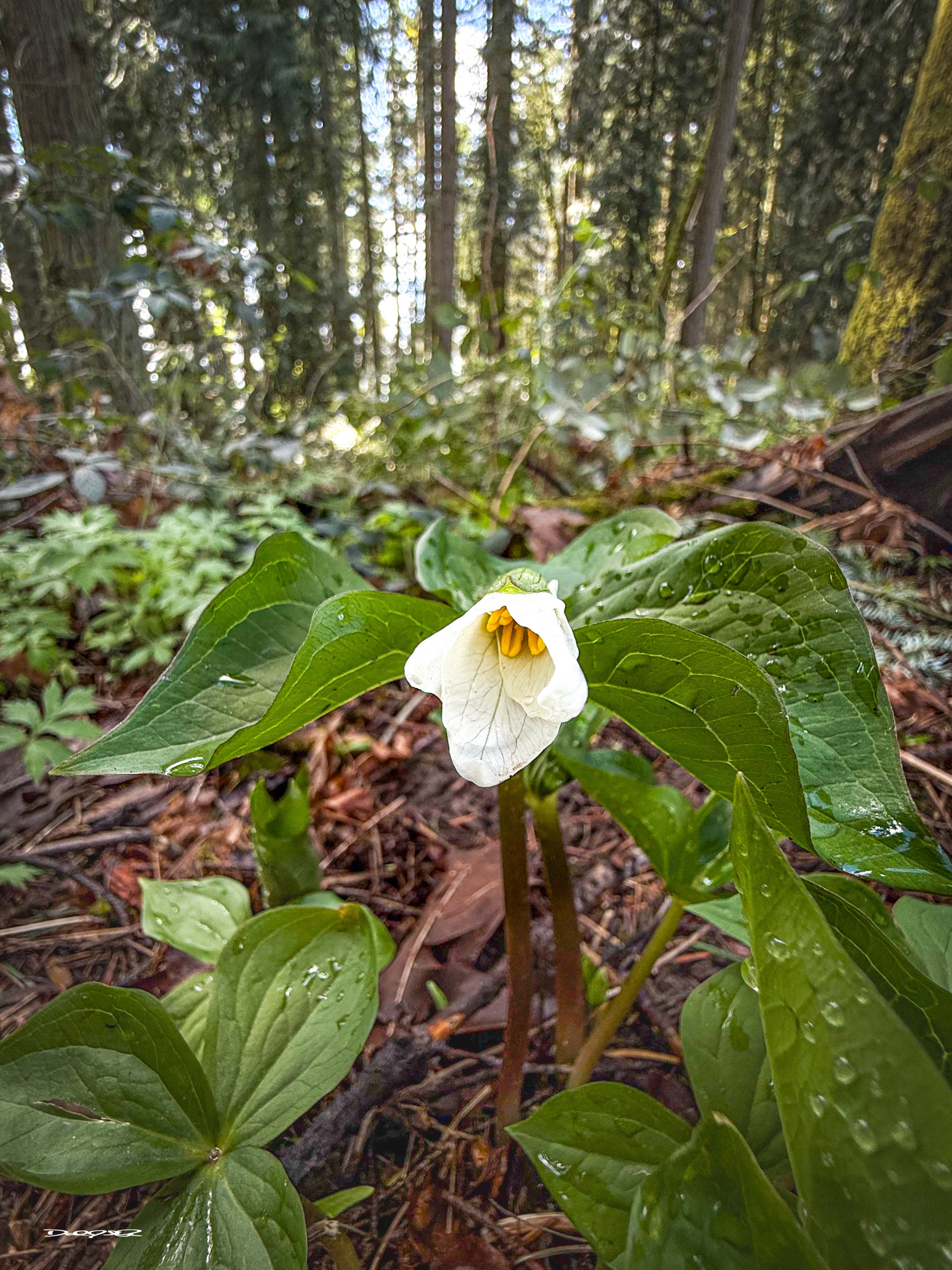 A color photo of a single Trillium surrounded by large leaves in a forest setting.