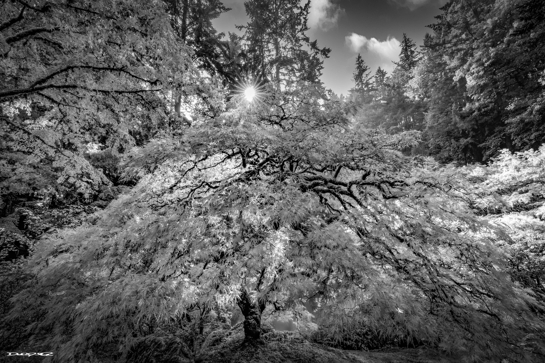 A sunburst filters through the branches of a sprawling Japanese maple tree in a tranquil forest setting, captured in black and white.
