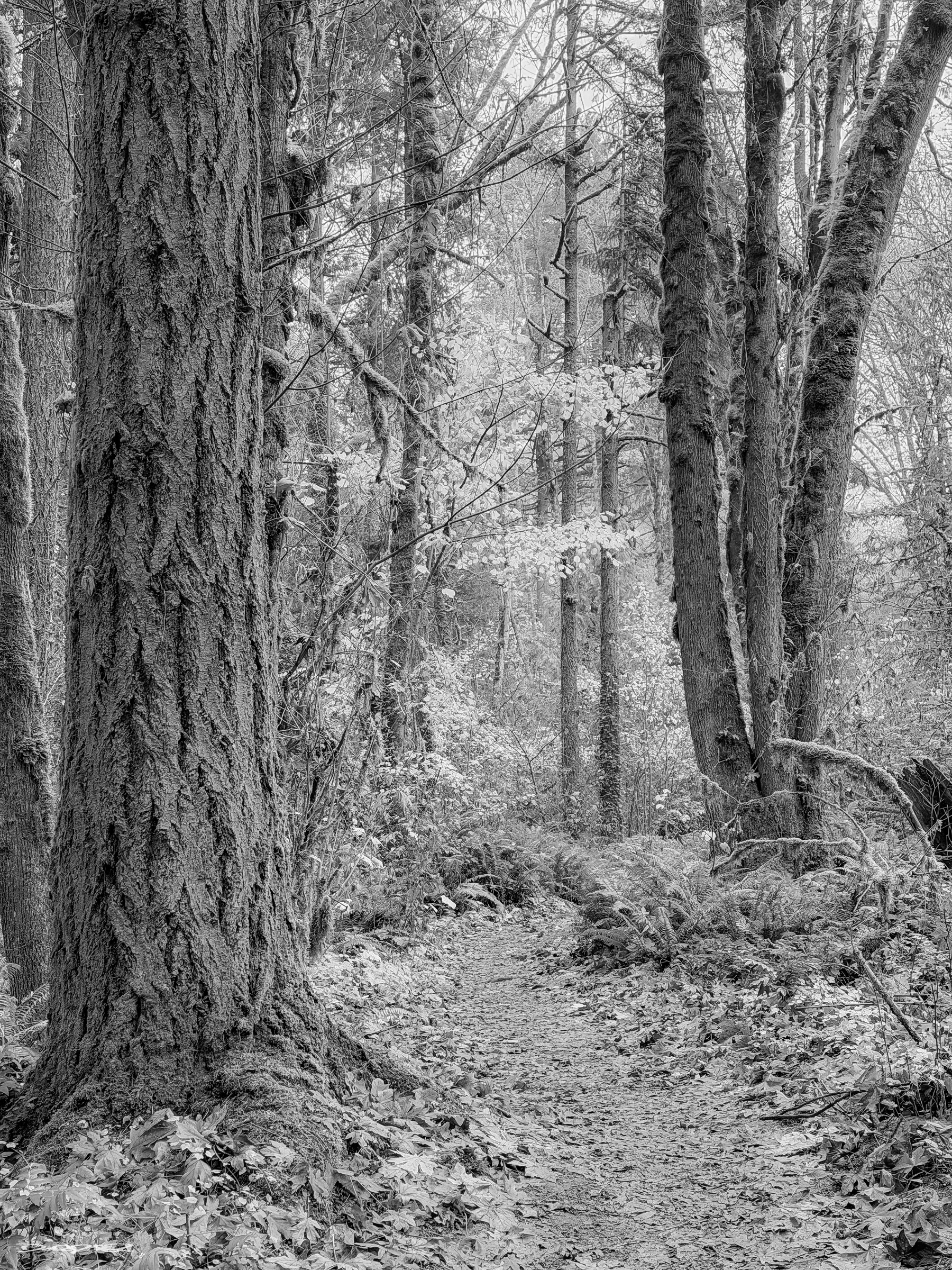 A serene forest path is surrounded by tall trees and scattered leaves, creating a tranquil natural scene in black and white.