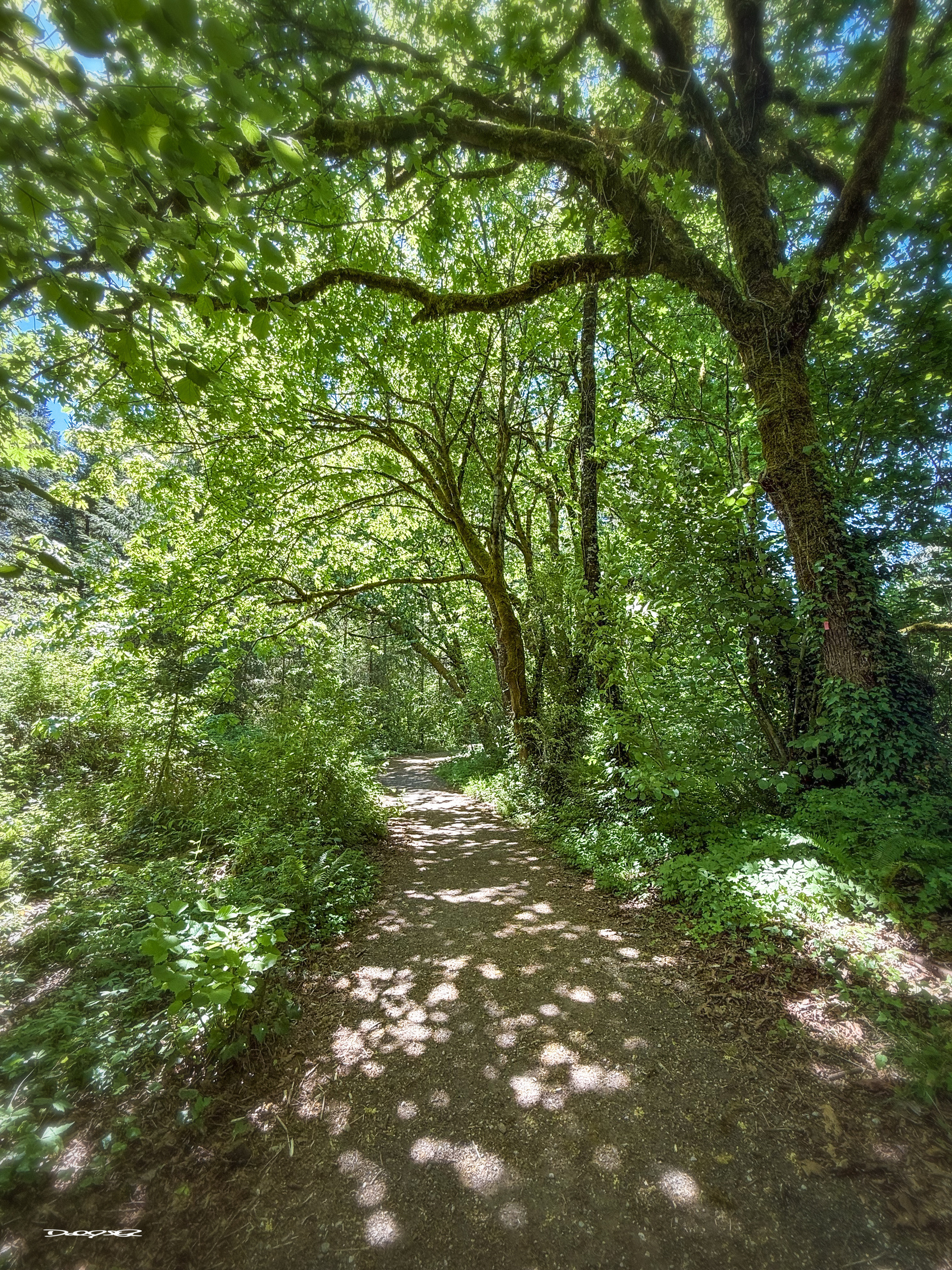 A sunlit forest path is surrounded by lush, overhanging trees casting dappled shadows on the ground.