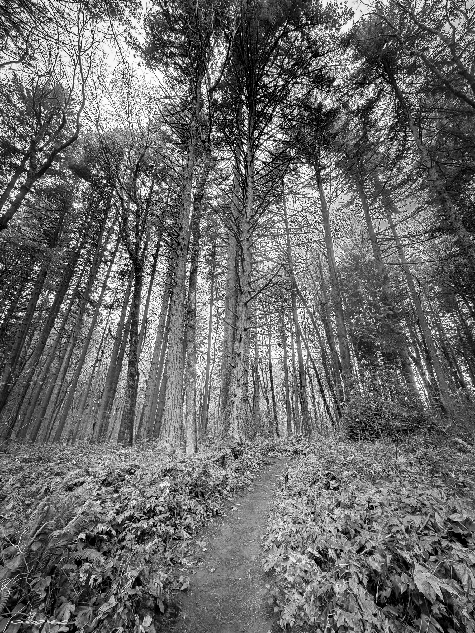 A narrow path winds through a dense forest of tall trees under an overcast sky.