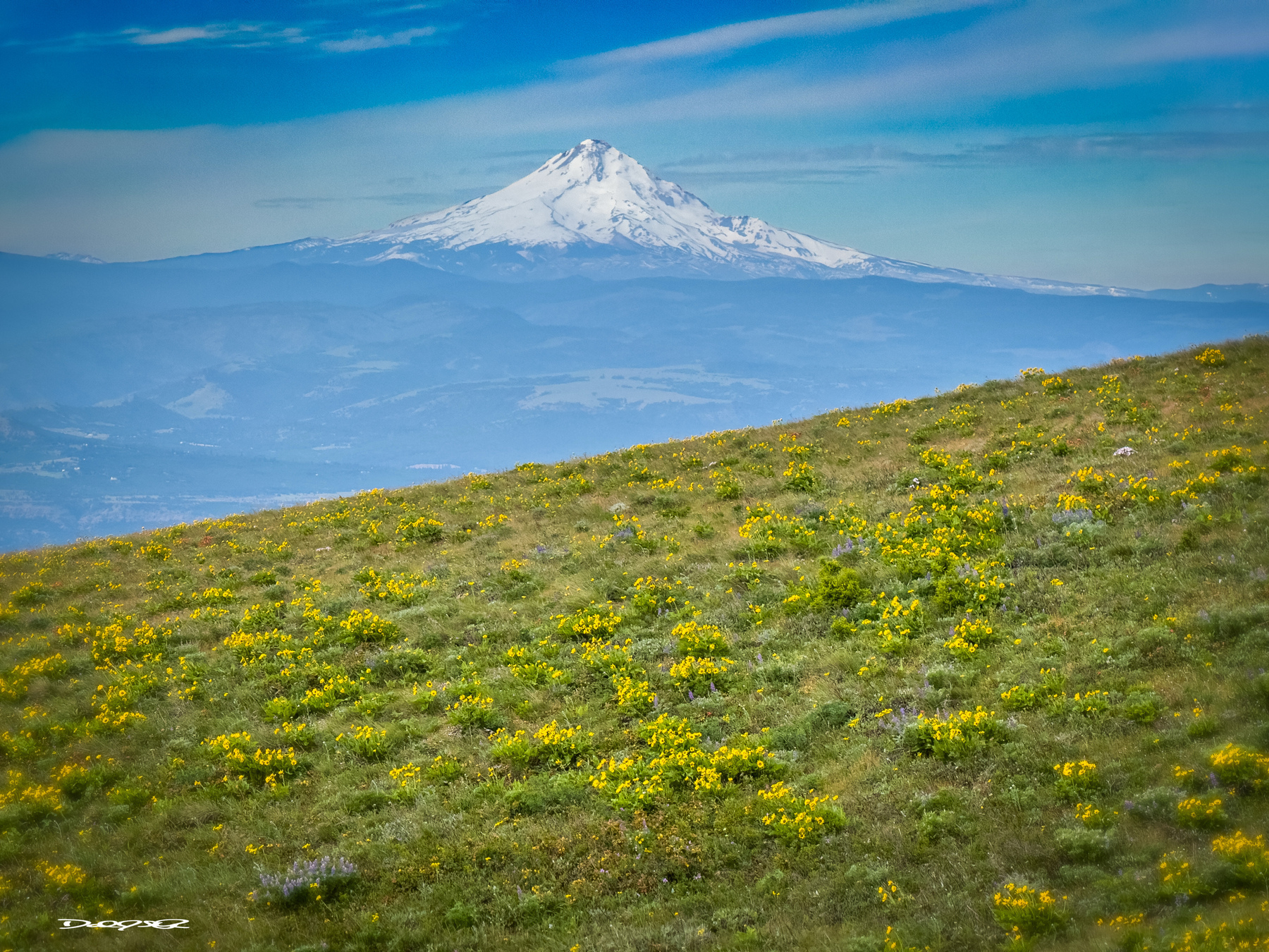 A snow-capped mountain is visible in the background above a grassy hill covered with yellow flowers.