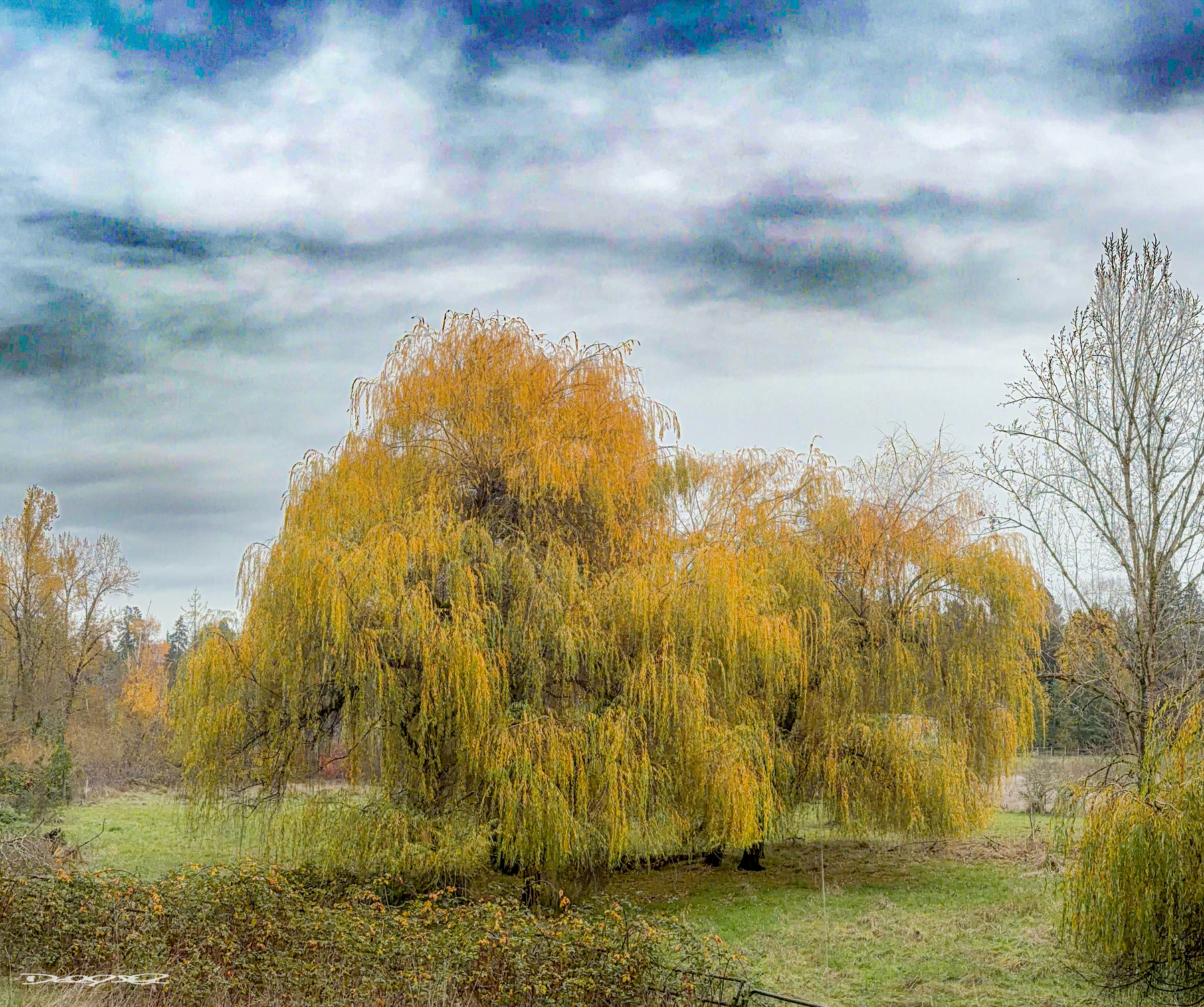A large willow tree with golden leaves stands in a grassy field under a cloudy sky.