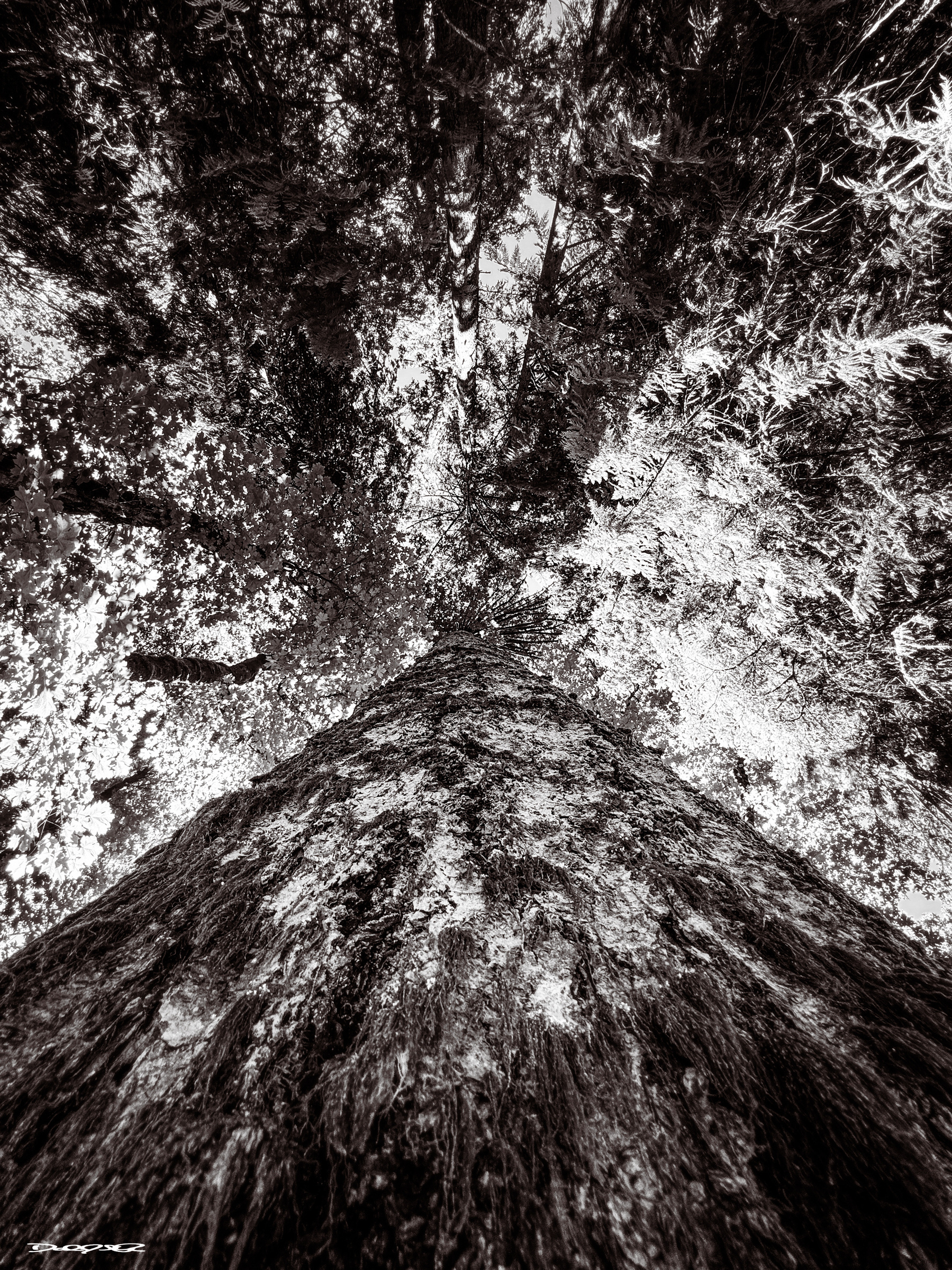 A black and white photograph captures the textured bark of a towering tree from a ground-up perspective, creating a dramatic and immersive effect.