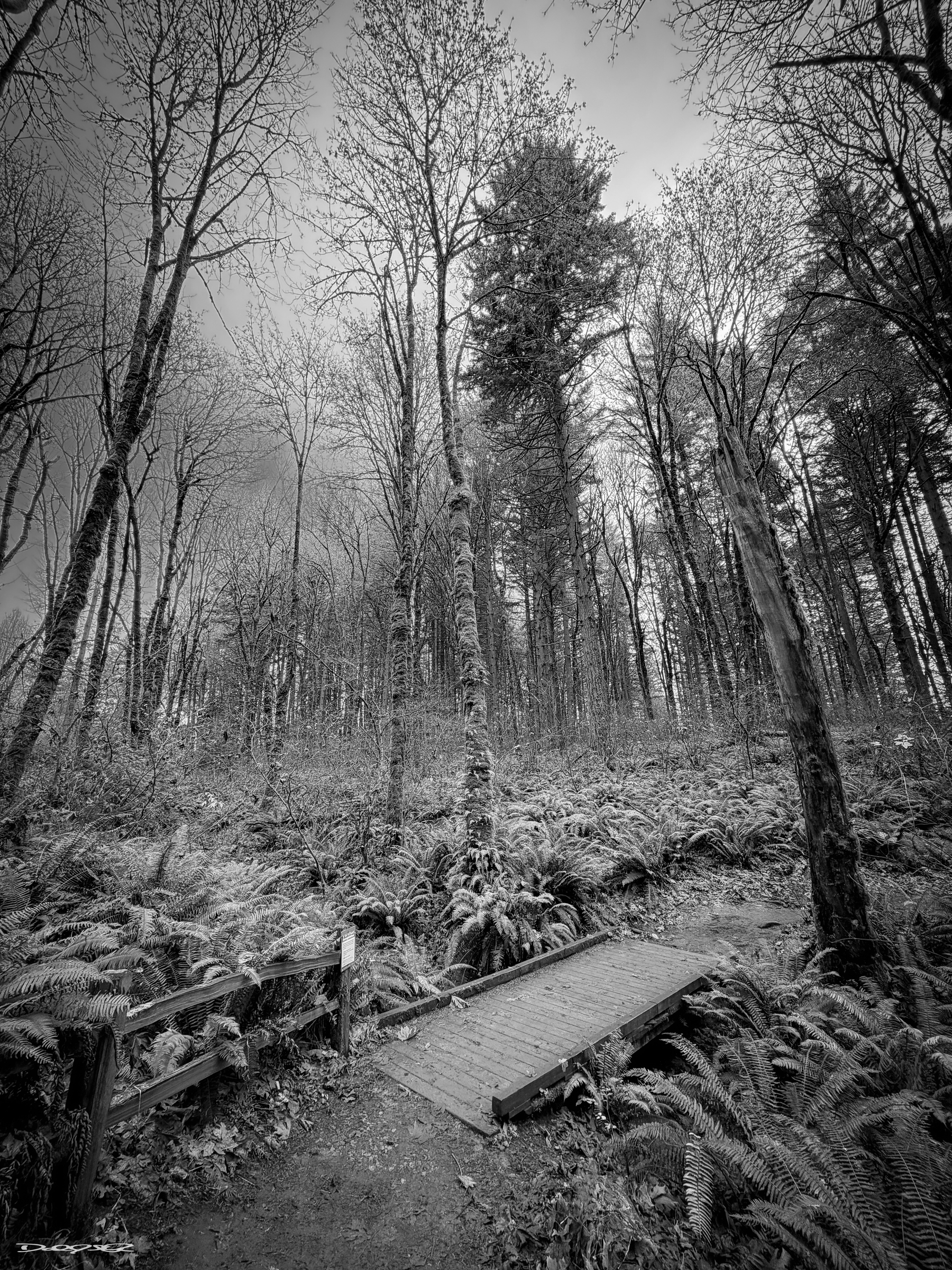 A narrow wooden bridge crosses a small forest trail surrounded by tall, leafless trees and ferns.