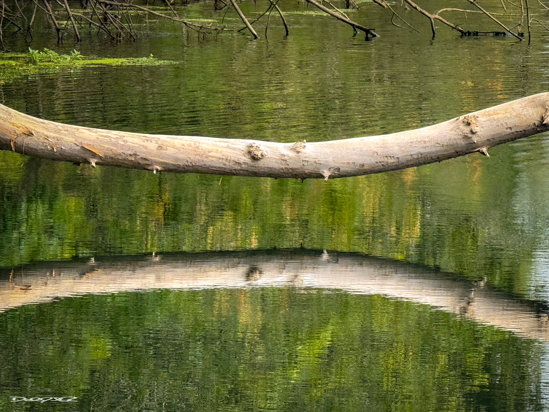 A fallen tree log stretches across a serene body of water, creating a reflection on the calm surface.