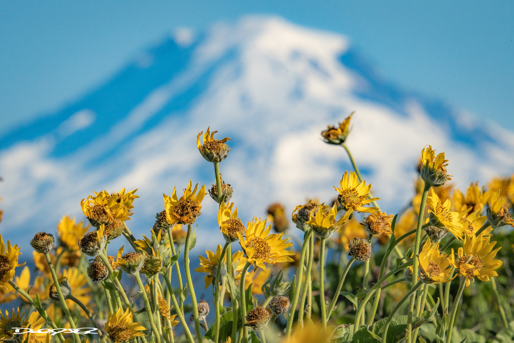 A Columbia Gorge Hike with snow topped volcanoes in the background and lupine and balsam root flowers in the foreground.