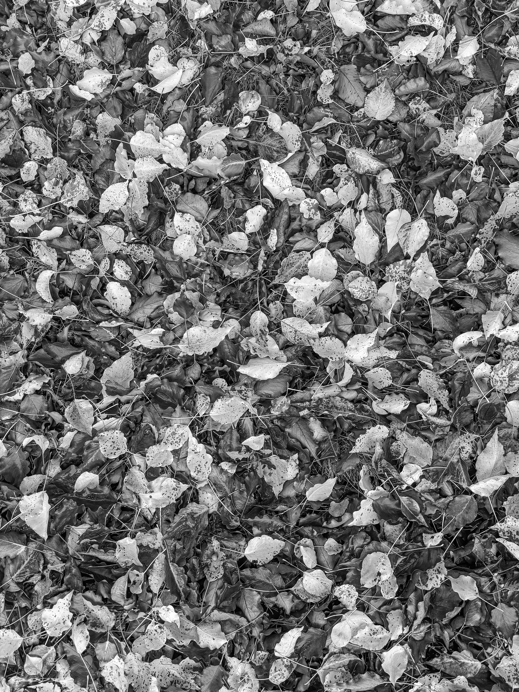 A dense layer of fallen leaves in various shades of gray covers the ground.