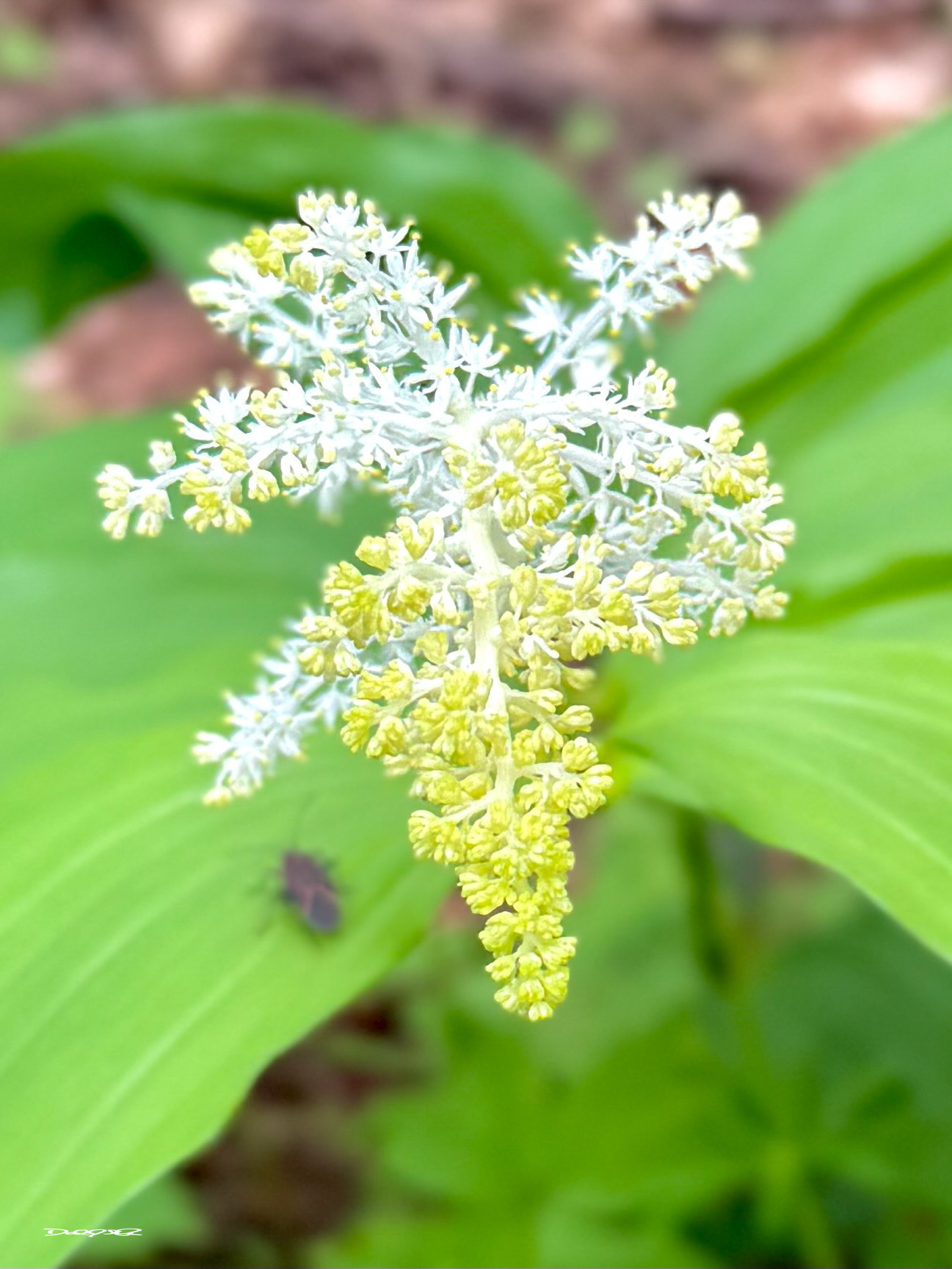 A cluster of delicate white and yellow flowers is surrounded by green leaves with a small, dark insect nearby.