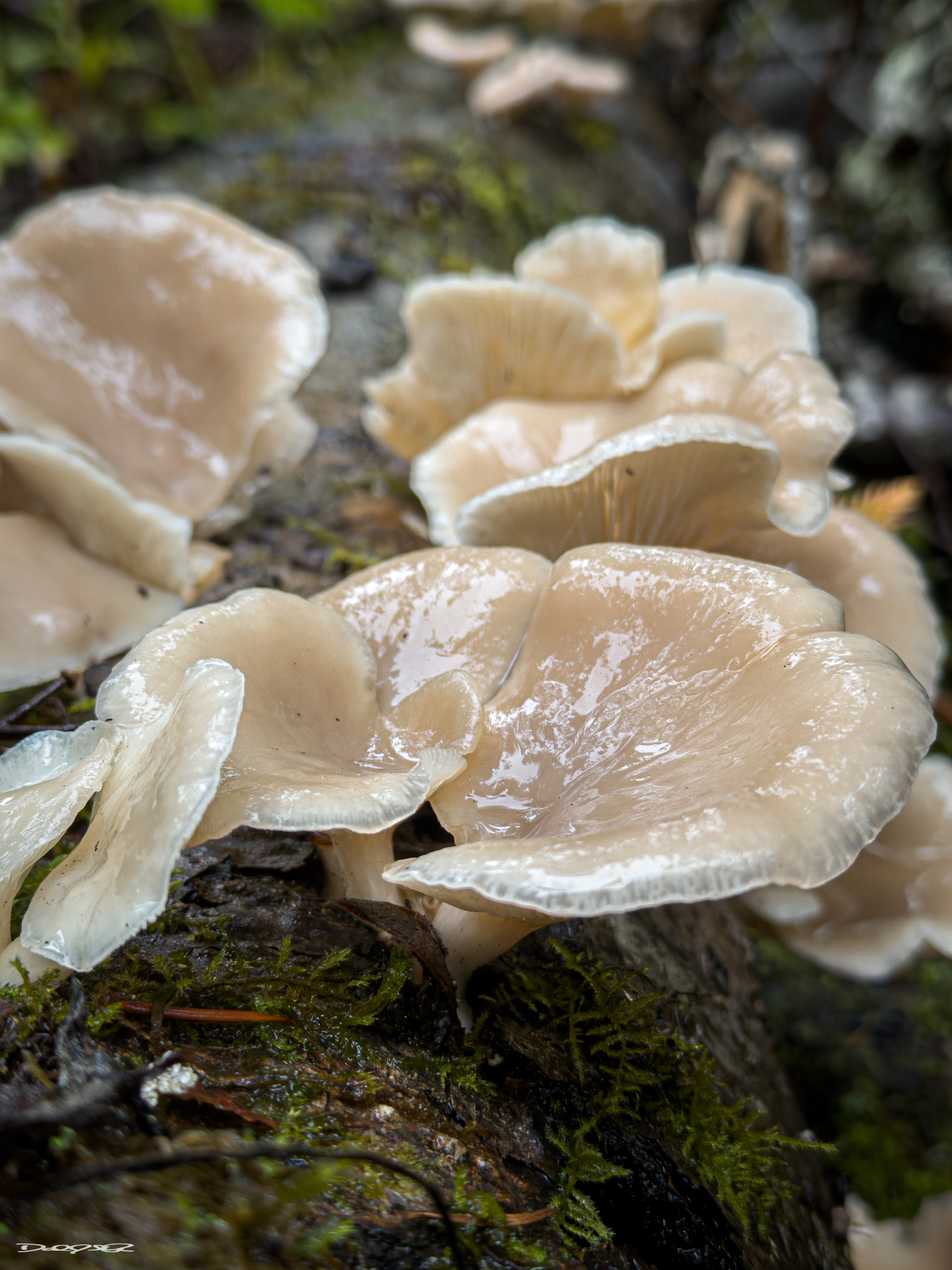 Several pale, glossy mushrooms are growing on a moss-covered log in a forest setting.