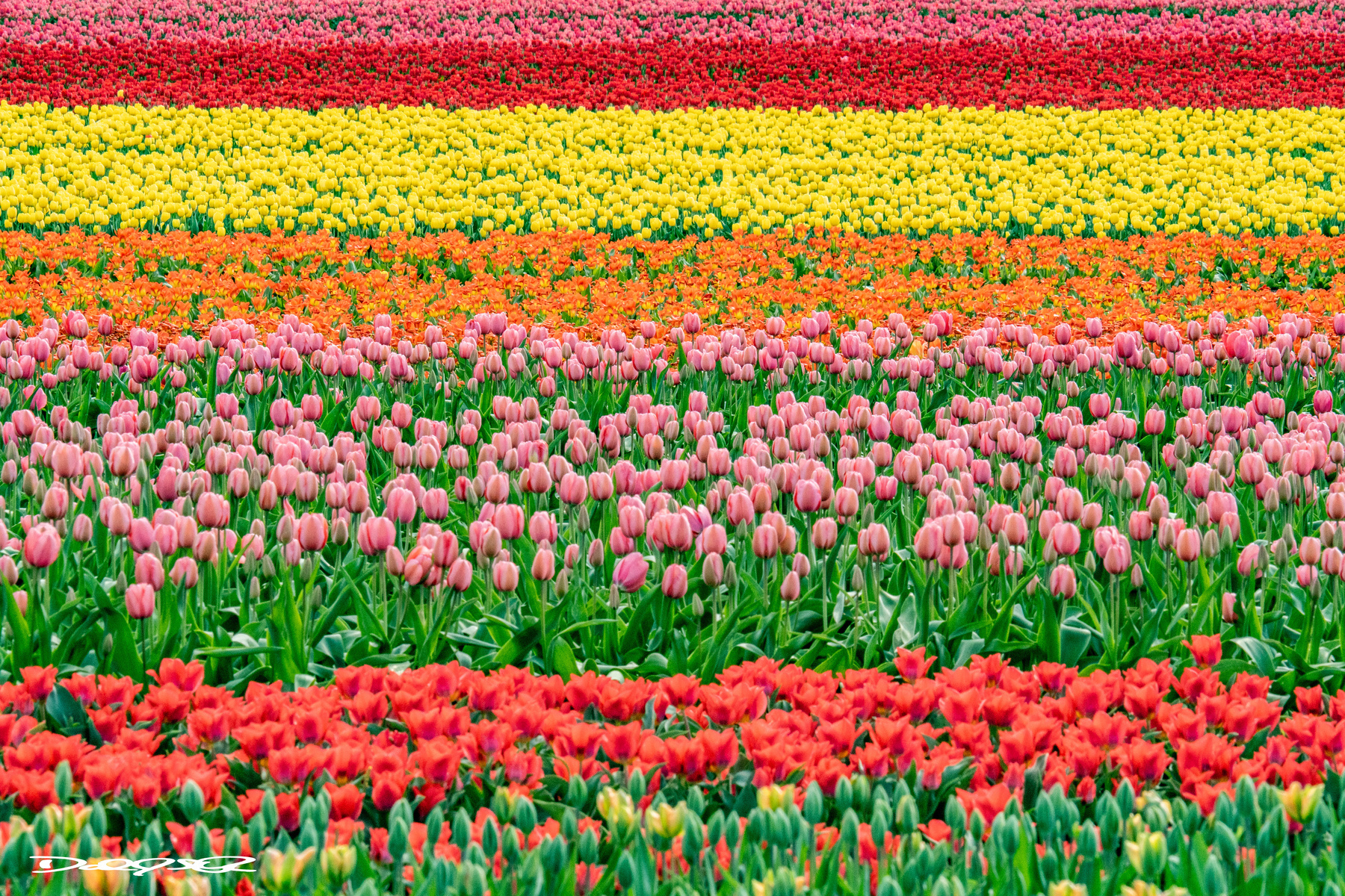 &10;Colorful horizontal rows of blooming tulips in red, pink, orange, and yellow stretch across a field.