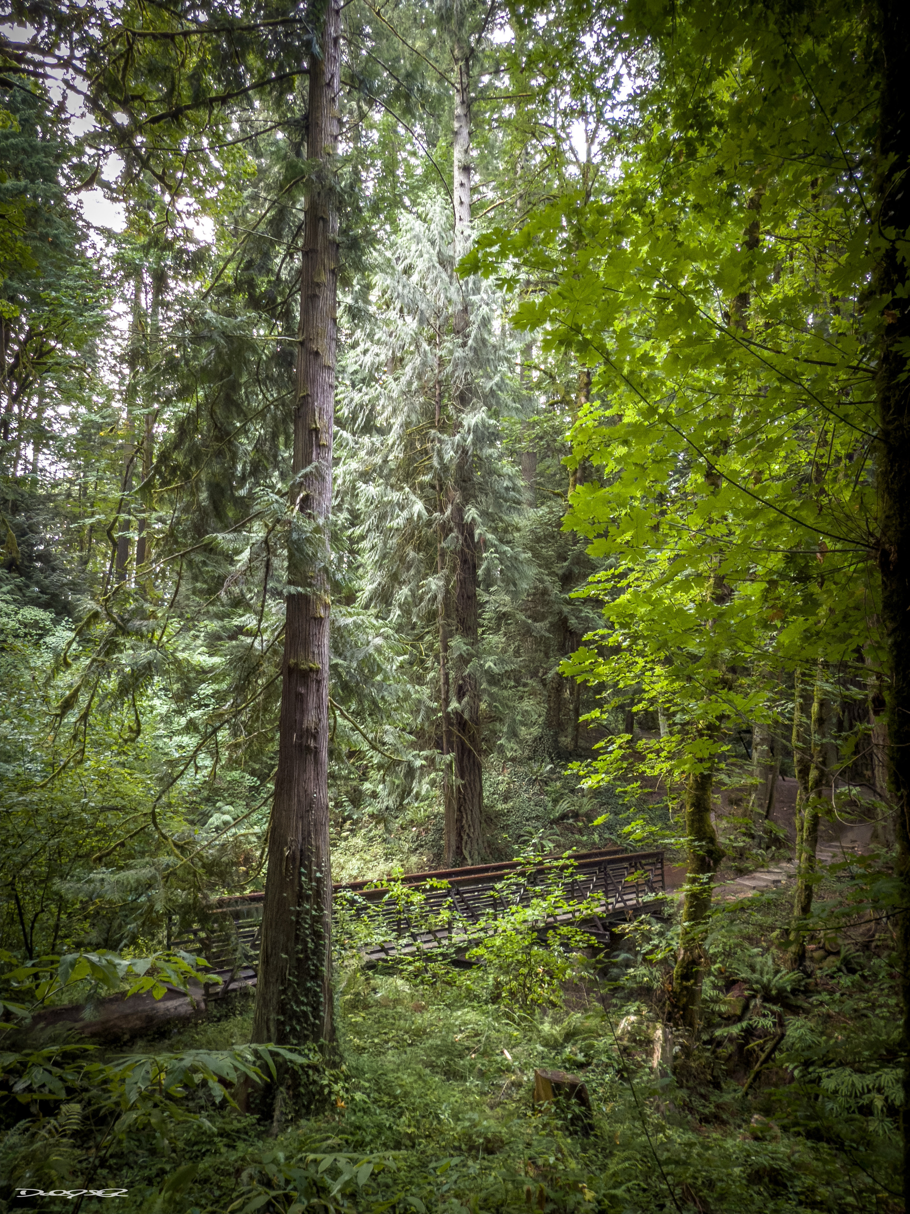 A wooden footbridge crosses a lush, green forest filled with tall trees and dense foliage.