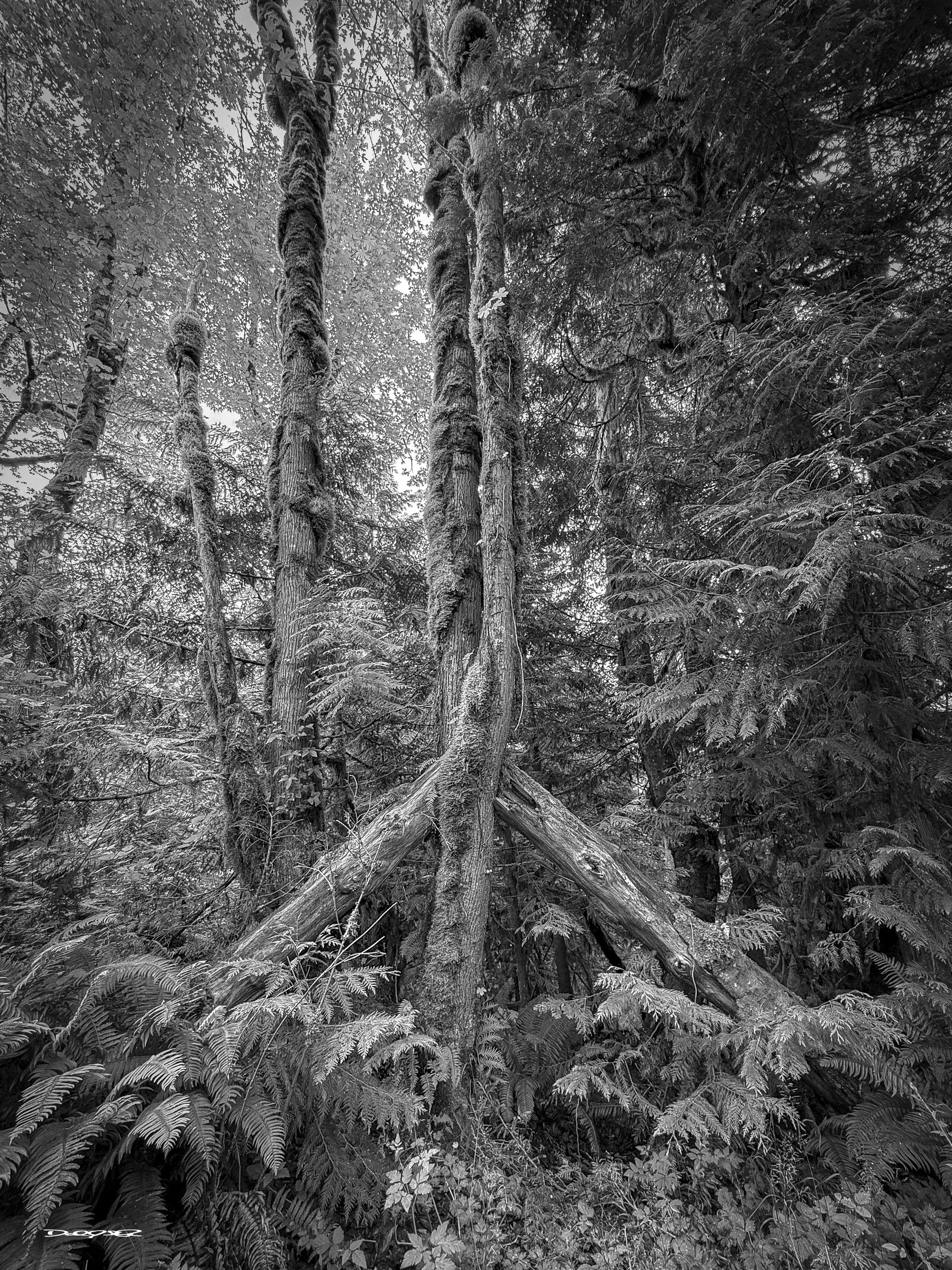 A black and white photograph captures a dense forest scene with tall trees and lush ferns. A fallen log is trapped in another tree and forms a peace symbol.