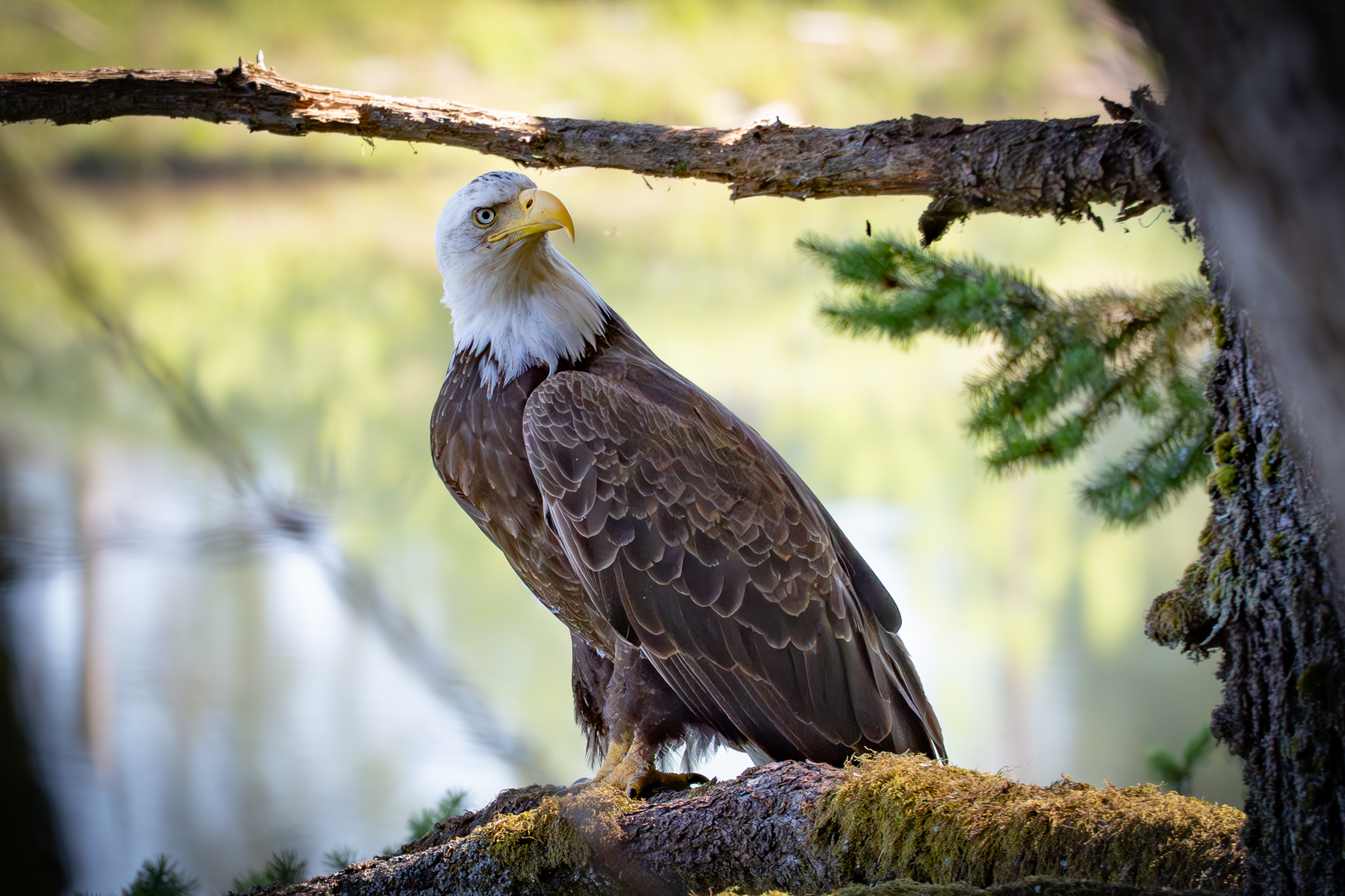 A bald eagle perches on a moss-covered branch in a natural setting.