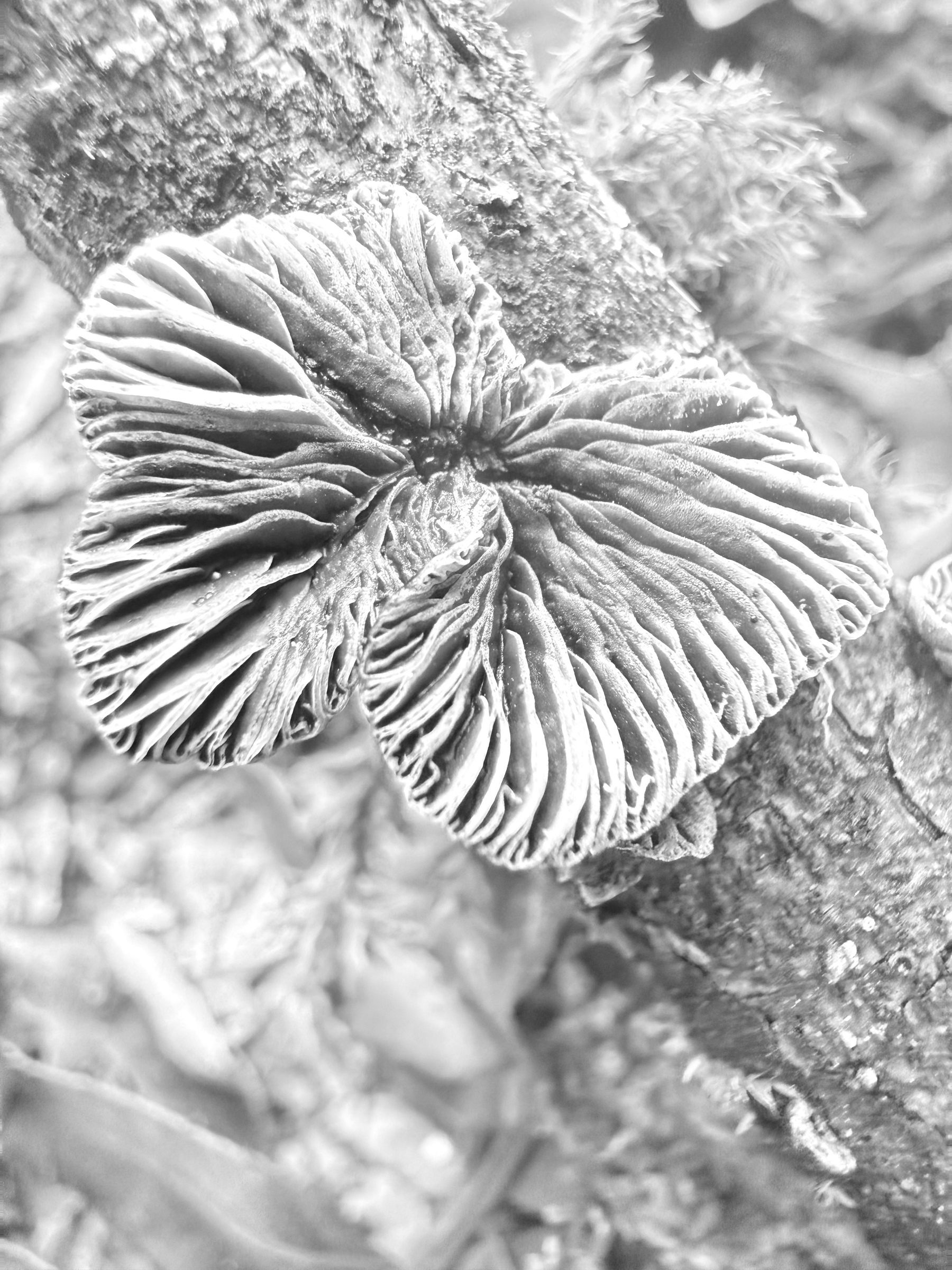 Monochrome: Mushroom with intricate gills are growing on a mossy branch.