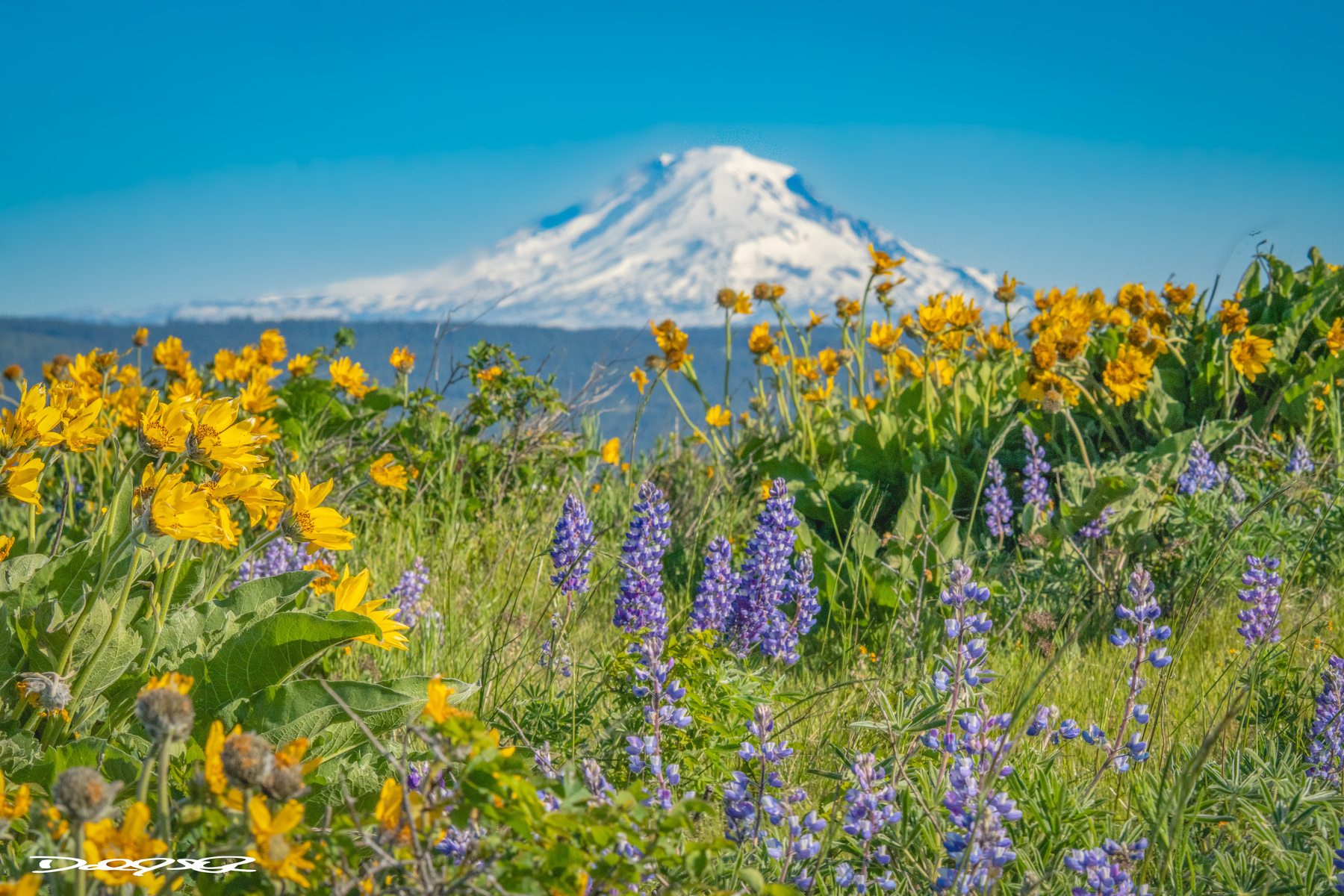 A Columbia Gorge Hike with snow topped volcanoes in the background and lupine and balsam root flowers in the foreground.