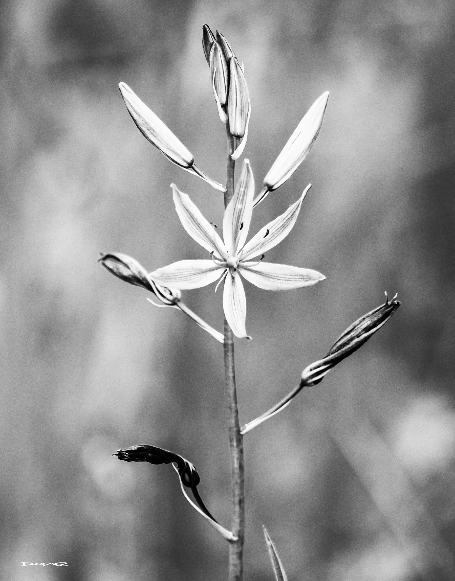 A monochrome image features a tall plant with a single, star-shaped camas flower and several buds.