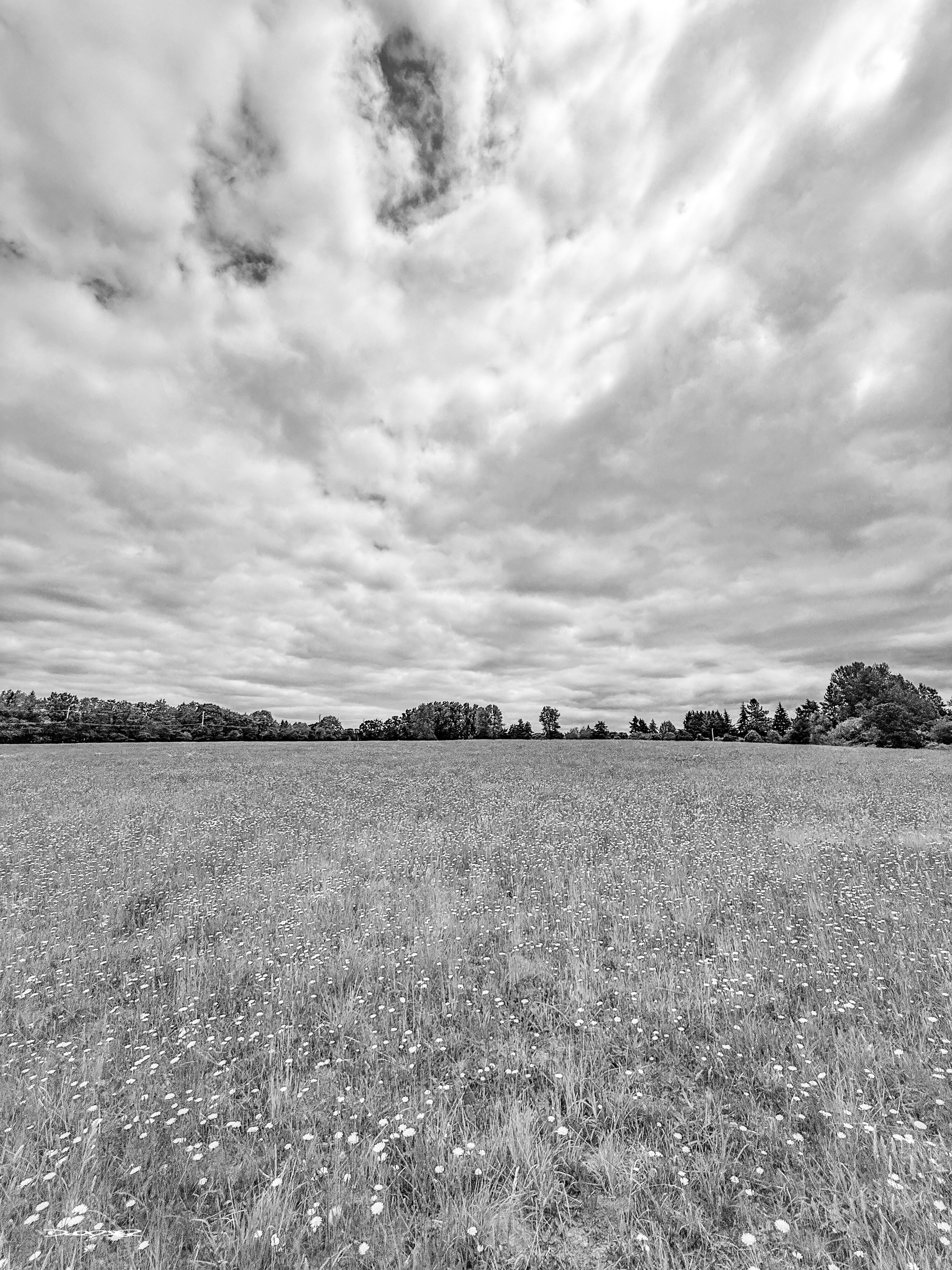 A vast grassy field with scattered wildflowers is set beneath a cloudy sky, bordered by trees in the distance.