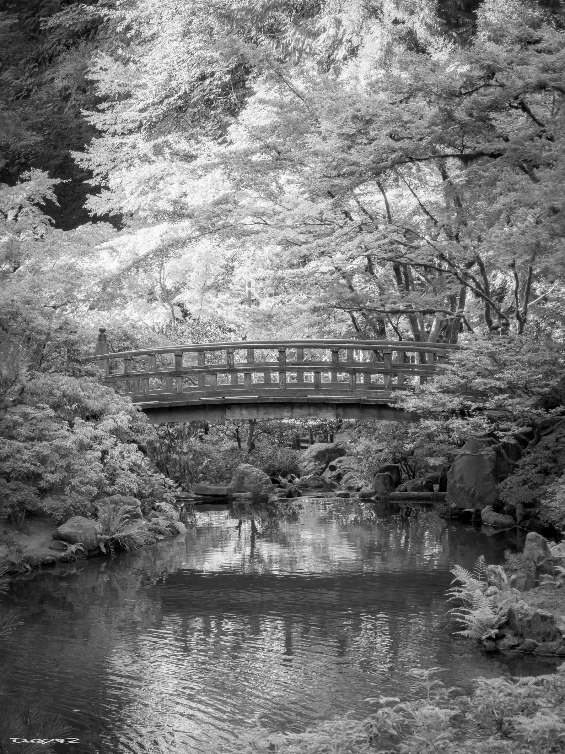 A serene wooden bridge arches over a tranquil stream surrounded by lush, leafy trees in a black and white landscape at the Portland Japanese Garden.