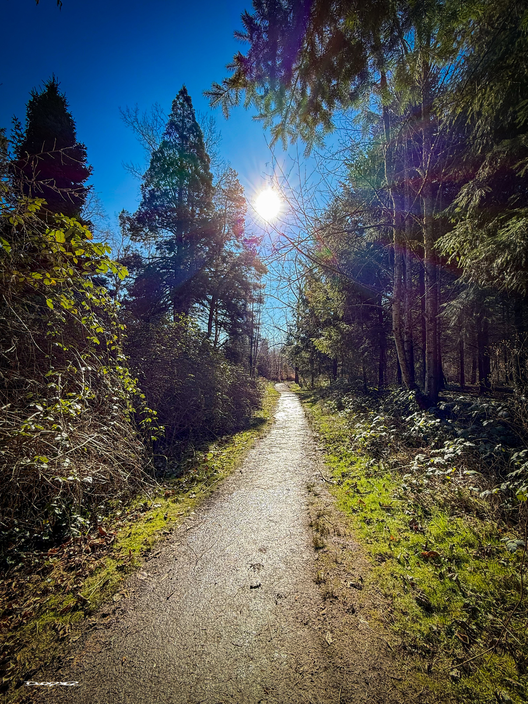 A sunlit path winds through a forest with tall trees and dense foliage.