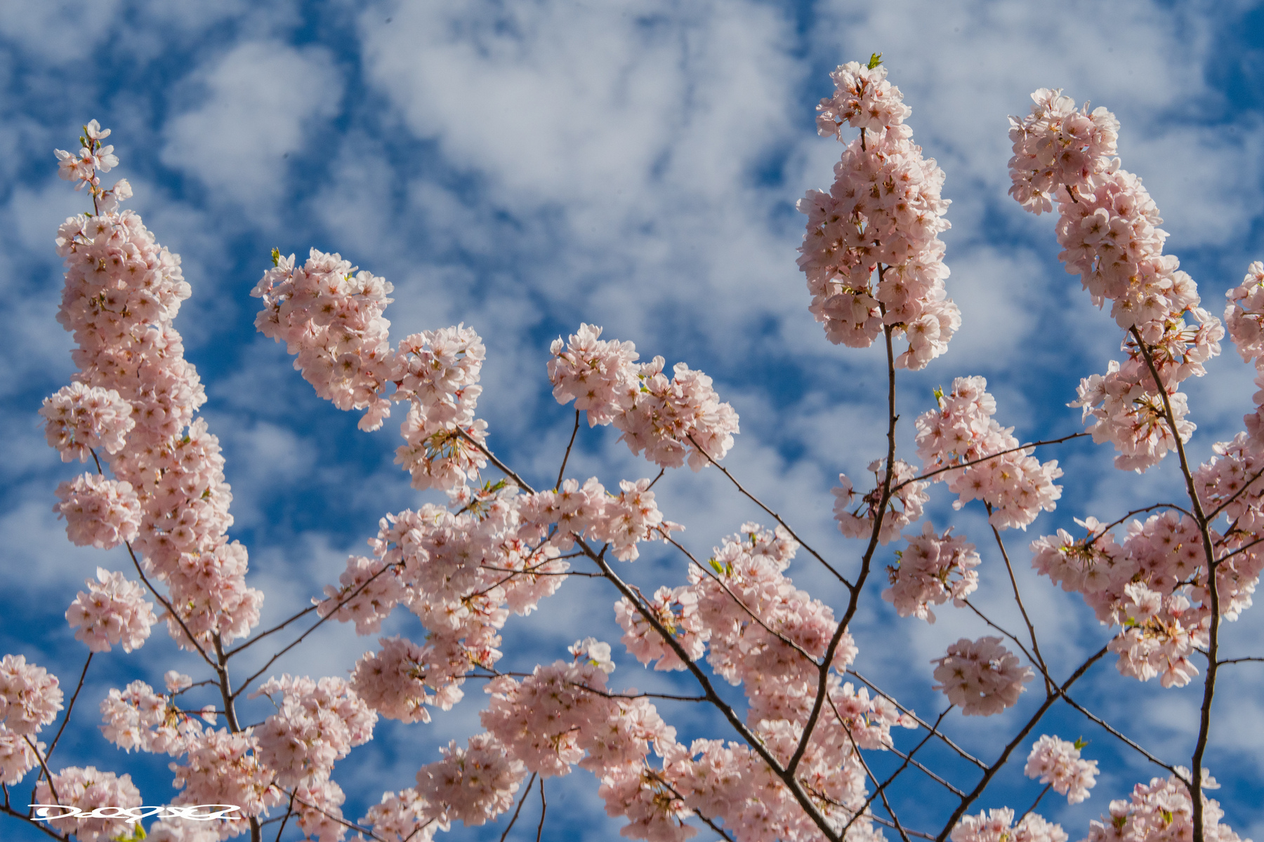 Delicate pink cherry blossoms bloom against a backdrop of a blue sky with light clouds.