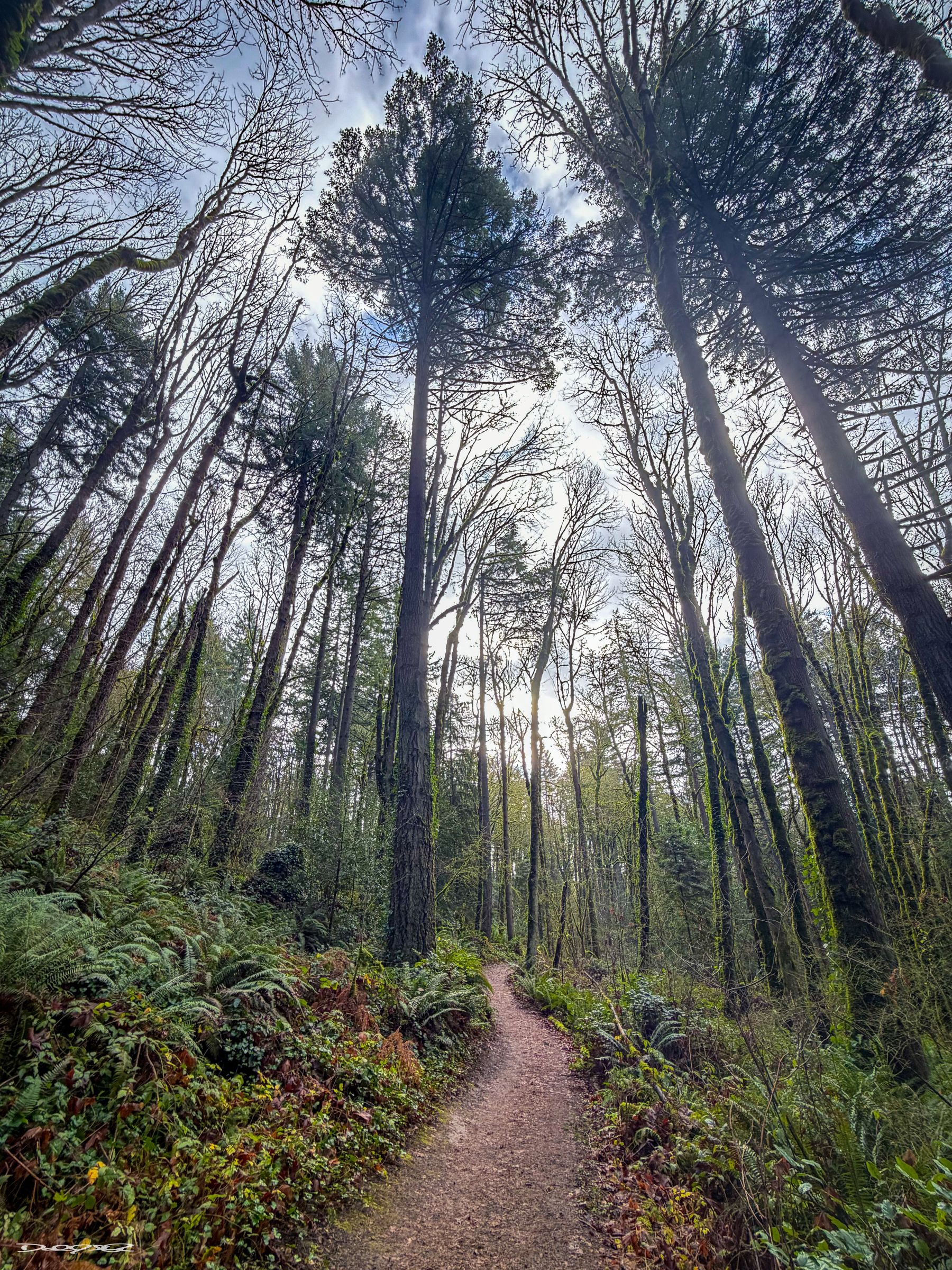 A narrow dirt path winds through a lush forest with towering trees reaching up towards a cloudy sky.