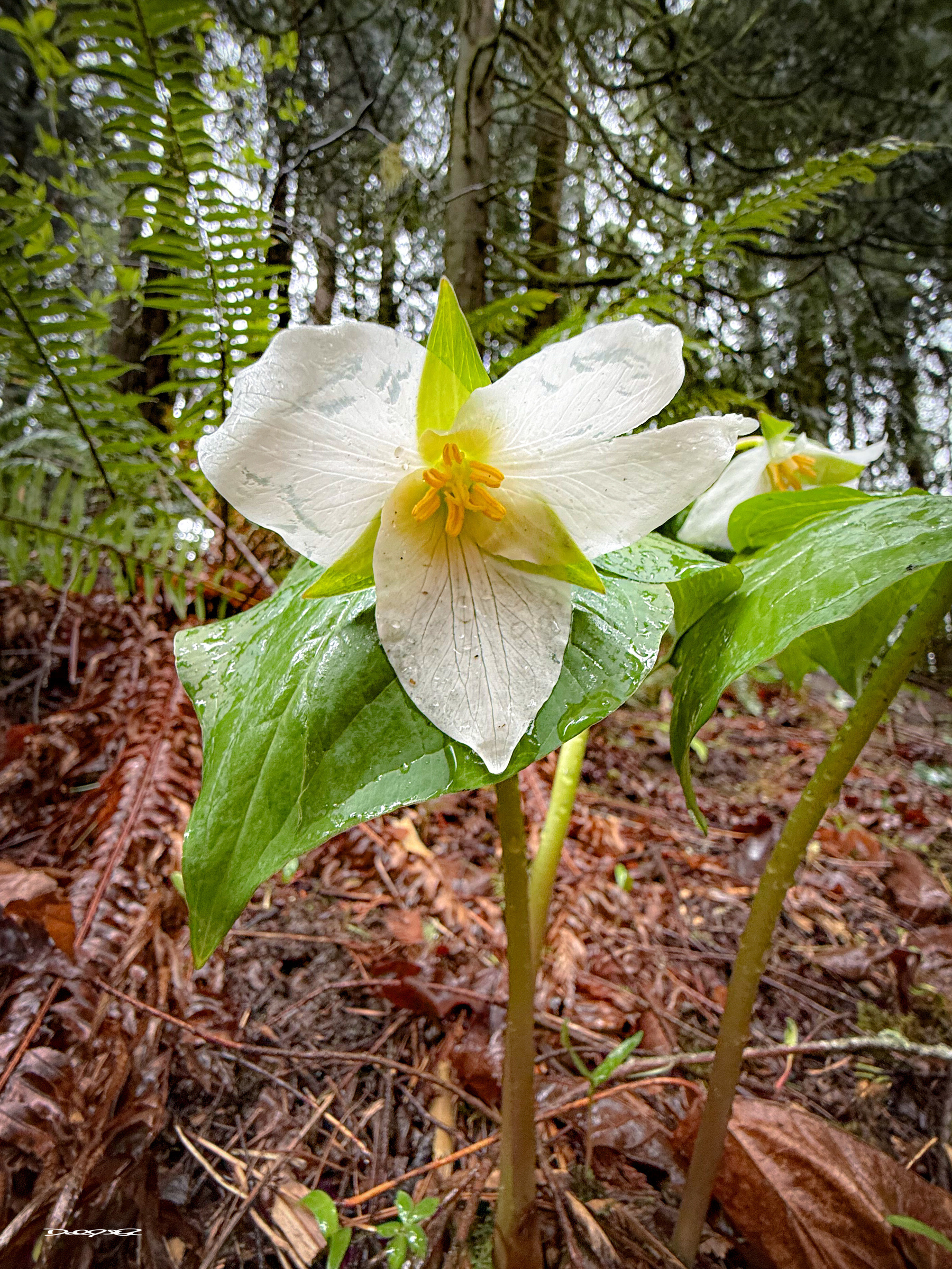 My first sighting of the trillium blooming in the spring of 2025 at Trion Creek state natural area in Portland, Oregon.&10;&10;AltAlt:&10;A white trillium flower is blooming amidst a forest floor covered with leaves and surrounded by greenery.