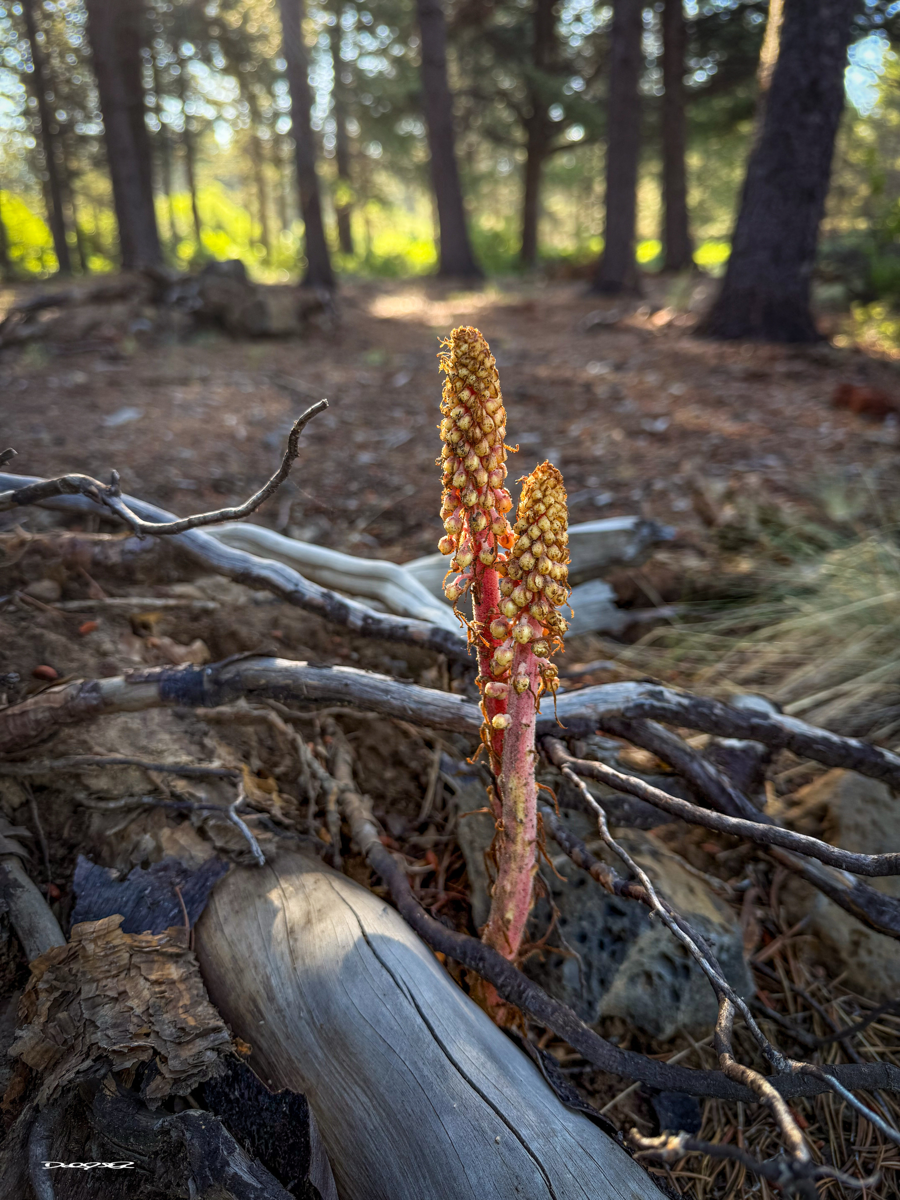 Two tall, spiky, orange-red plants grow amidst fallen branches and logs in a forest setting.