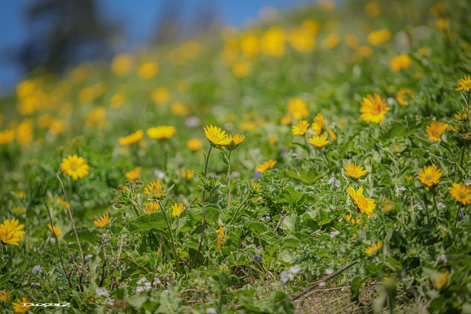 A field of yellow Balsam Root wildflowers is in full bloom on a sunny hillside.