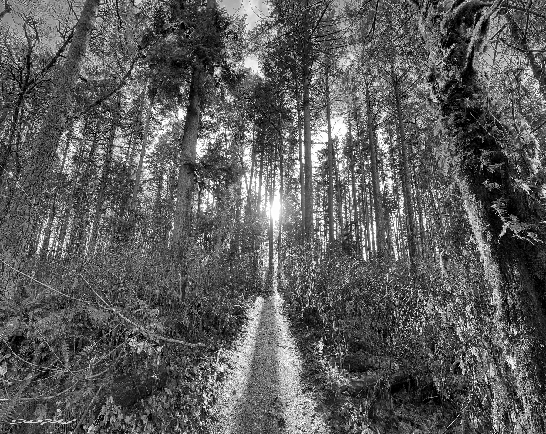 A sunlit forest path is surrounded by tall trees, casting long shadows on the trail.