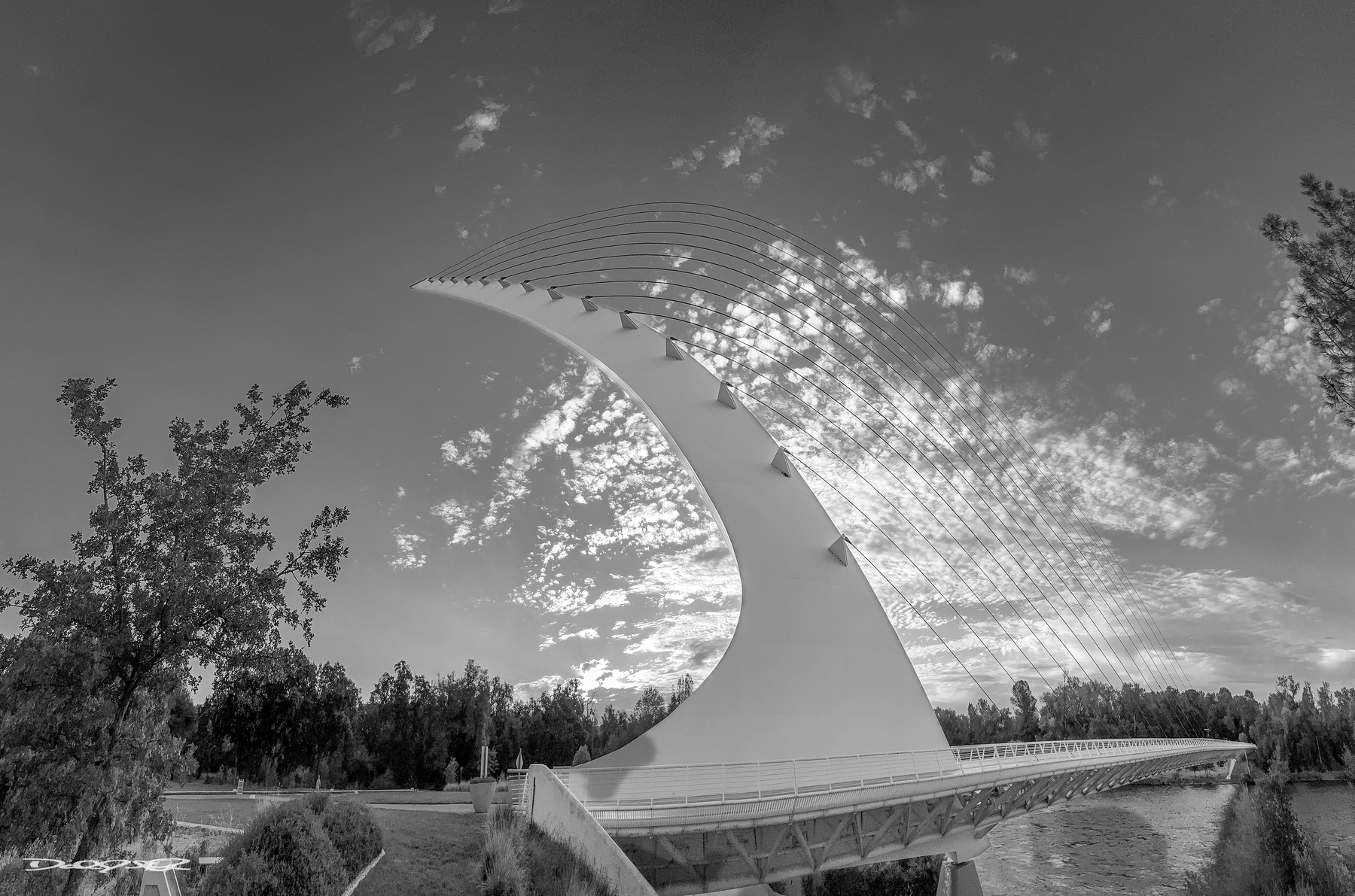 A striking monochrome photograph depicts an elegantly curved bridge with cable supports against a backdrop of trees and a cloudy sky.