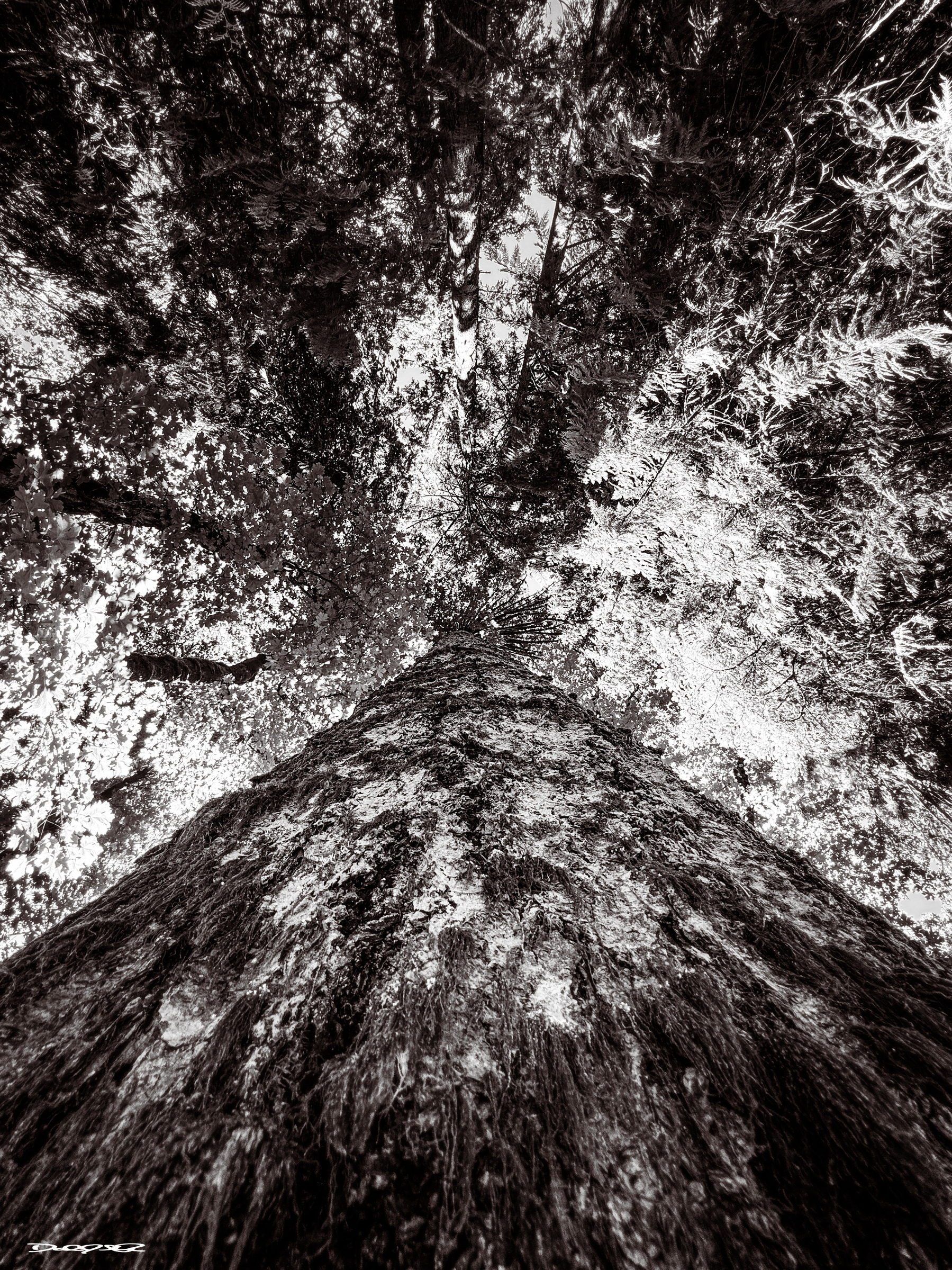 A towering tree is viewed from the base, stretching upwards with surrounding forest foliage in a dramatic black-and-white perspective.