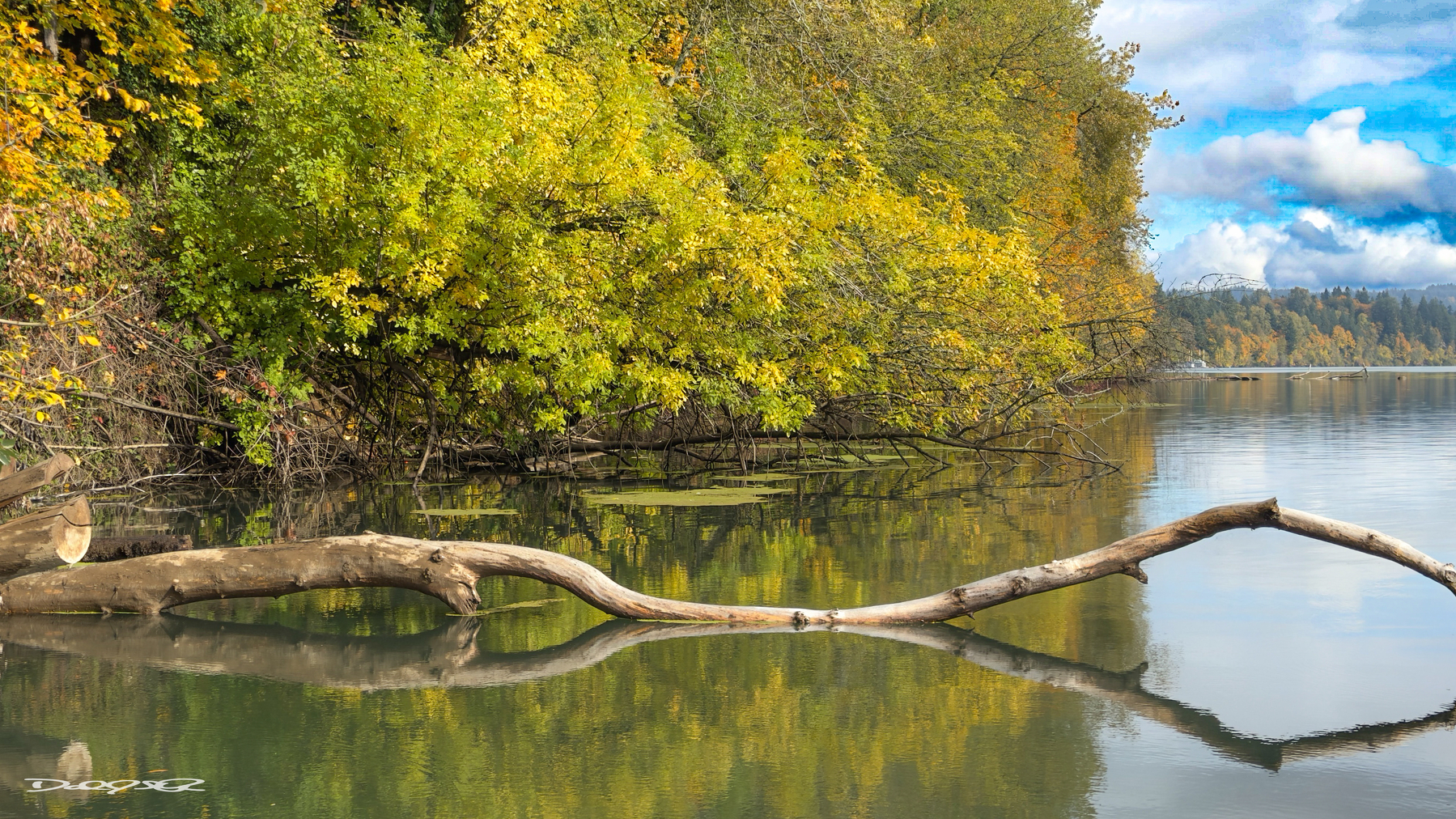 Calm water reflects a fallen tree and vibrant autumn foliage under a partly cloudy sky.