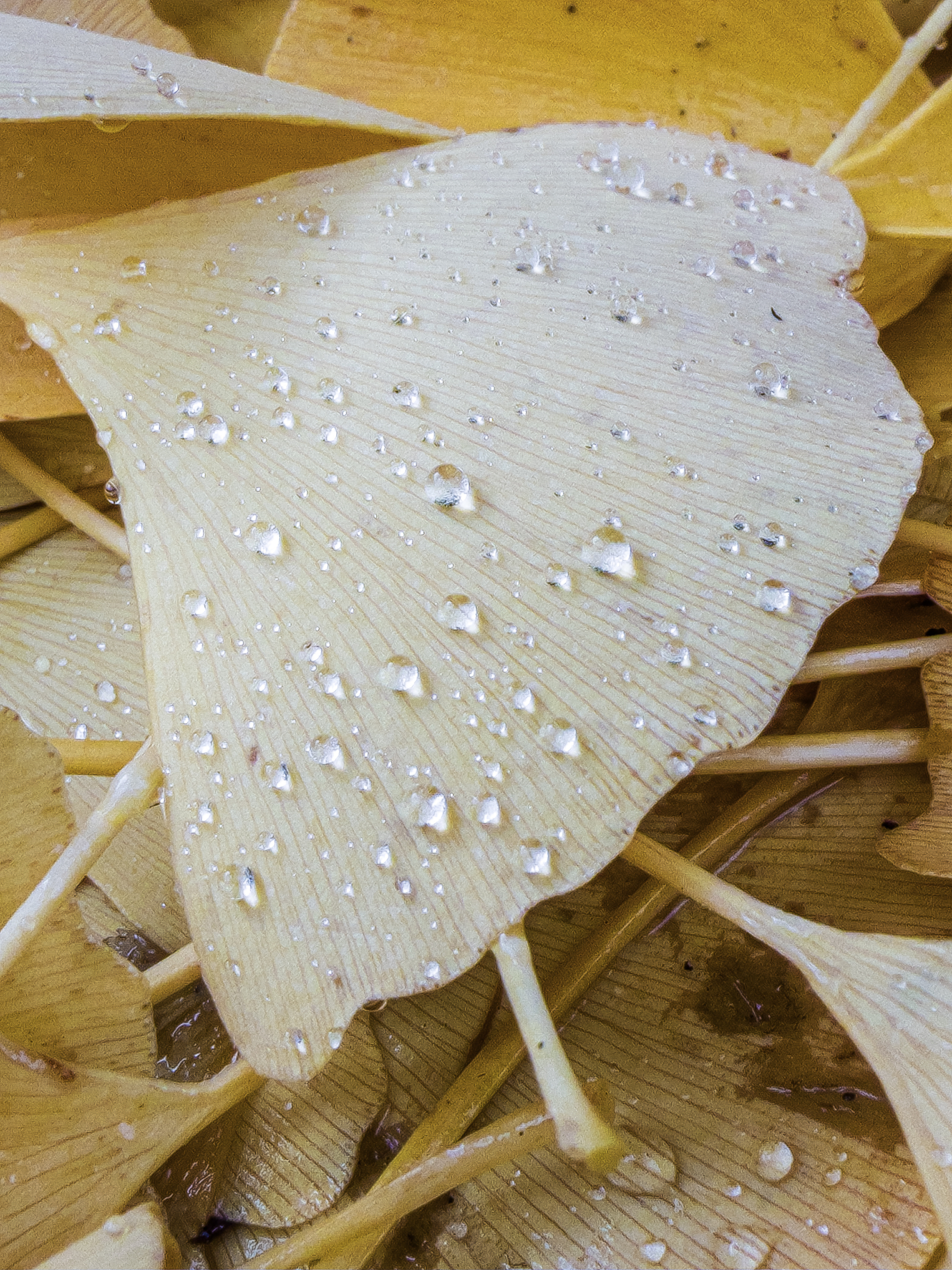 Dew drops delicately rest on a cluster of pale yellow ginkgo leaves.