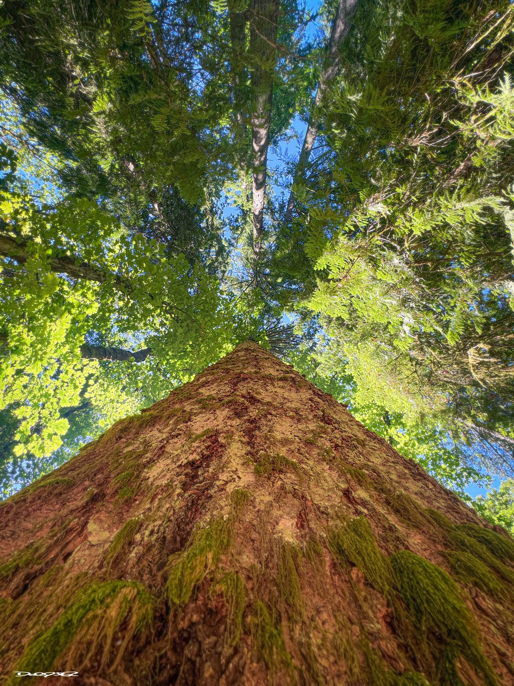 Looking up from the base of a tall tree, the perspective showcases its textured trunk and vibrant green leaves reaching towards a clear blue sky.