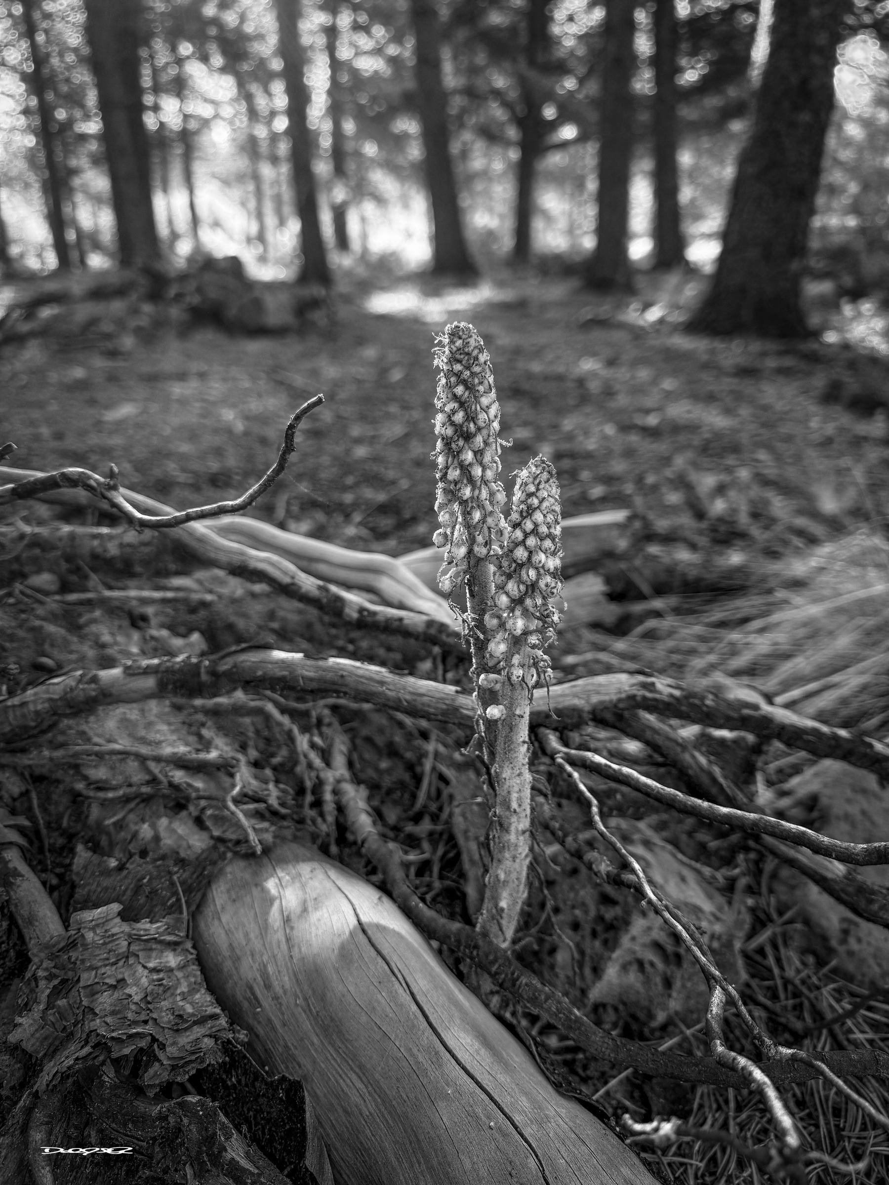 Two tall, cone-like plants stand amidst fallen branches in a forest with light filtering through the trees.