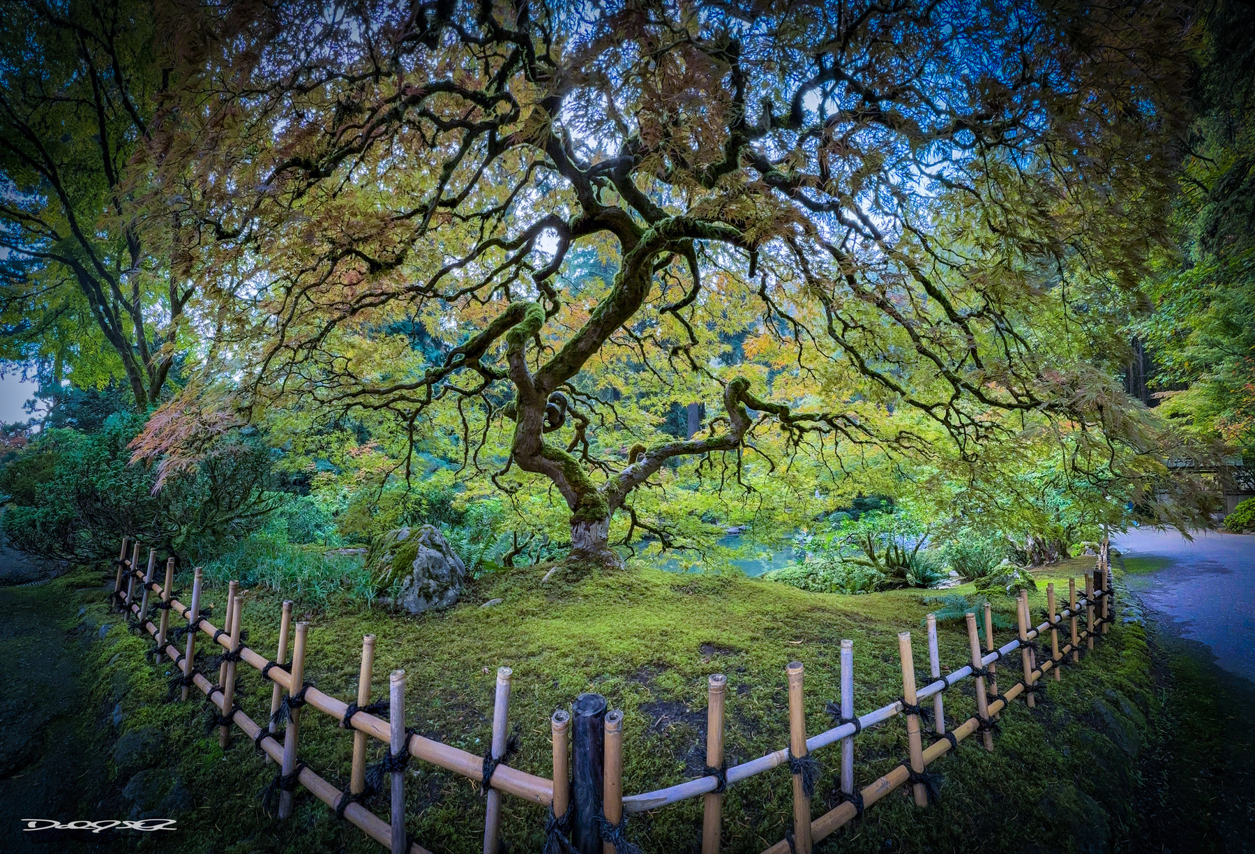 The most popular Japanese Maple at the Portland Japanese Garden 