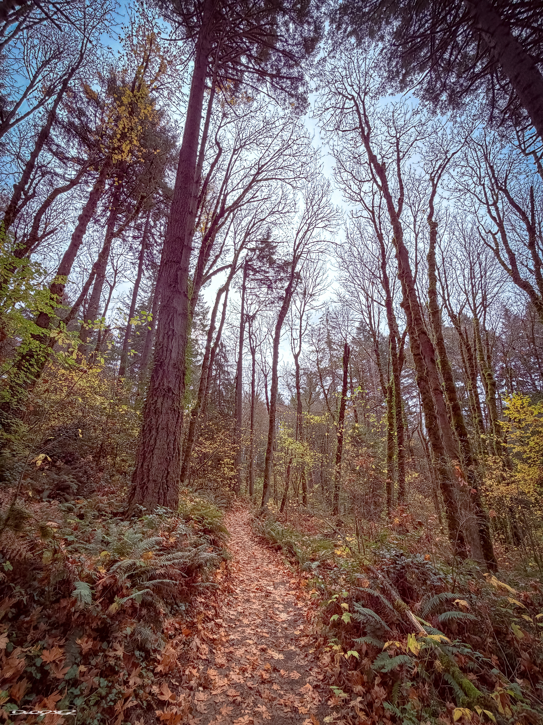 A narrow, leaf-covered path winds through a dense forest with tall trees and a clear blue sky above.