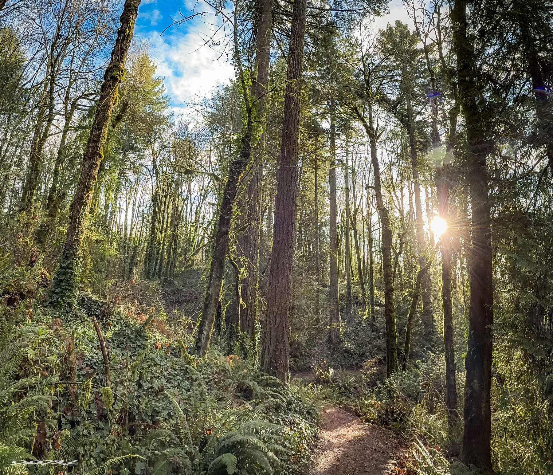 A sunlit forest path winds through tall trees and dense greenery, with sunlight filtering through the branches.