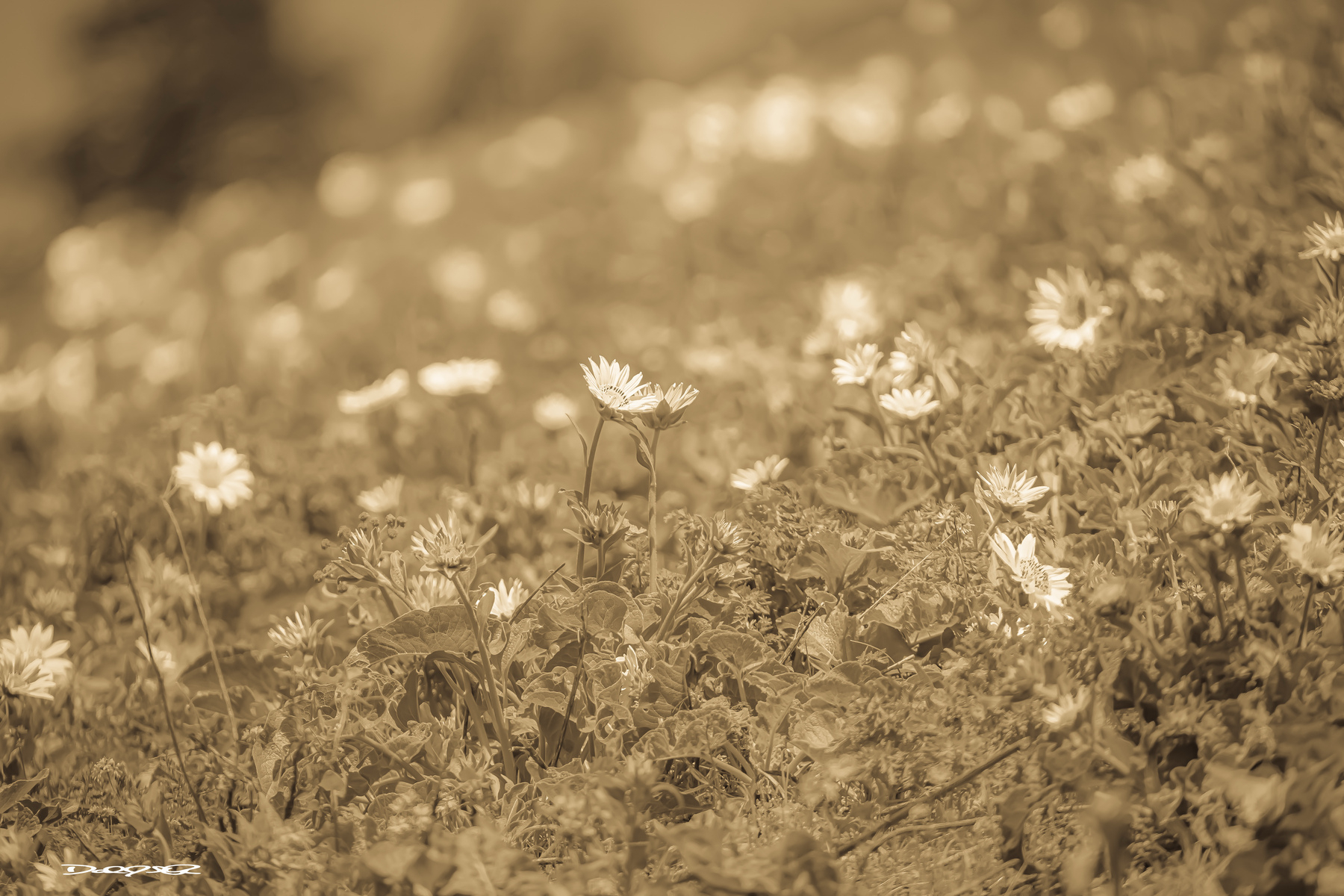 A sepia-toned field of Balsam Root gently sloping upwards with soft, dreamy lighting.