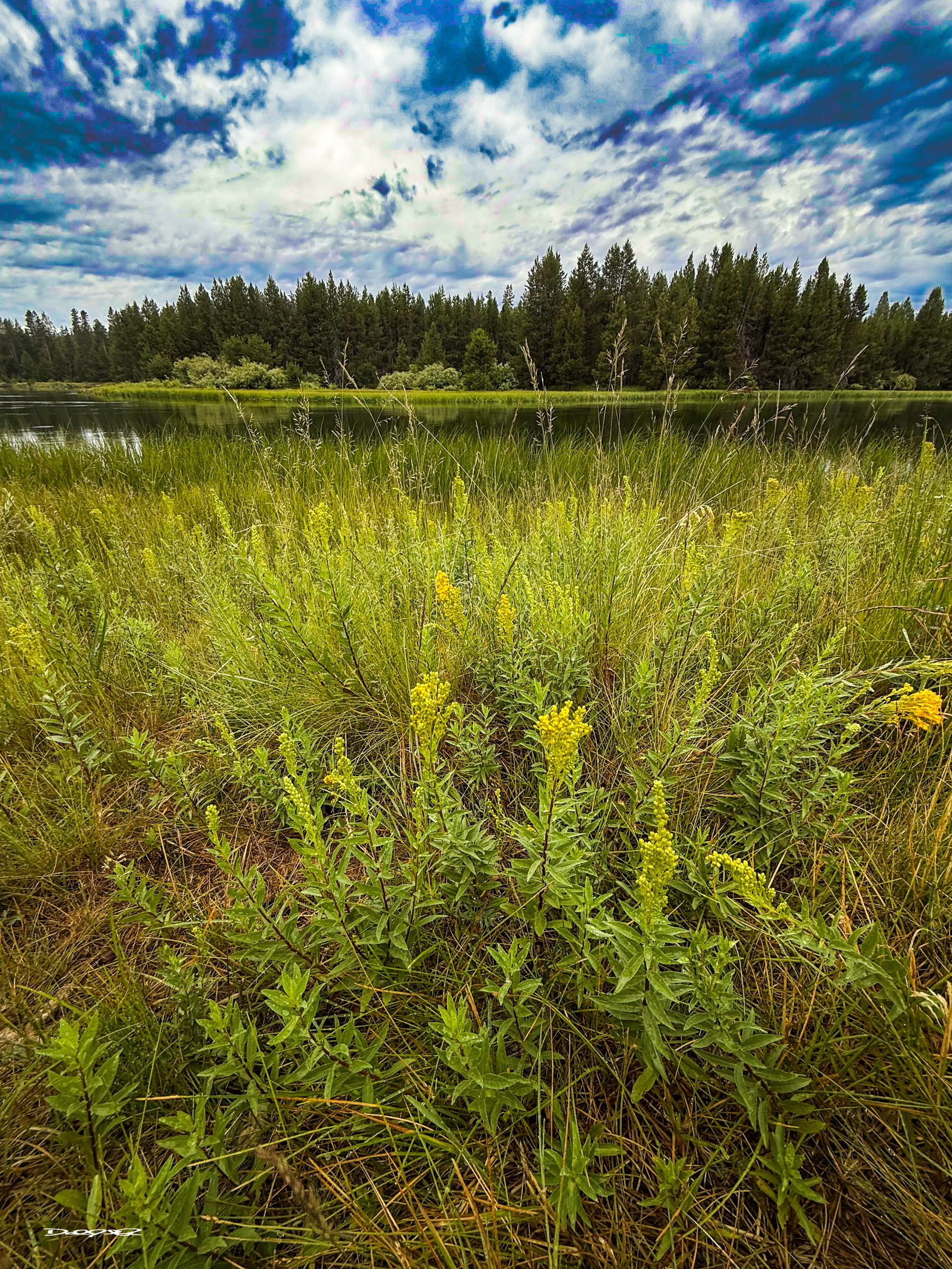 A lush meadow filled with tall grasses and yellow wildflowers is set against a backdrop of a tranquil Deschutes River, dense forest, and a cloudy sky.