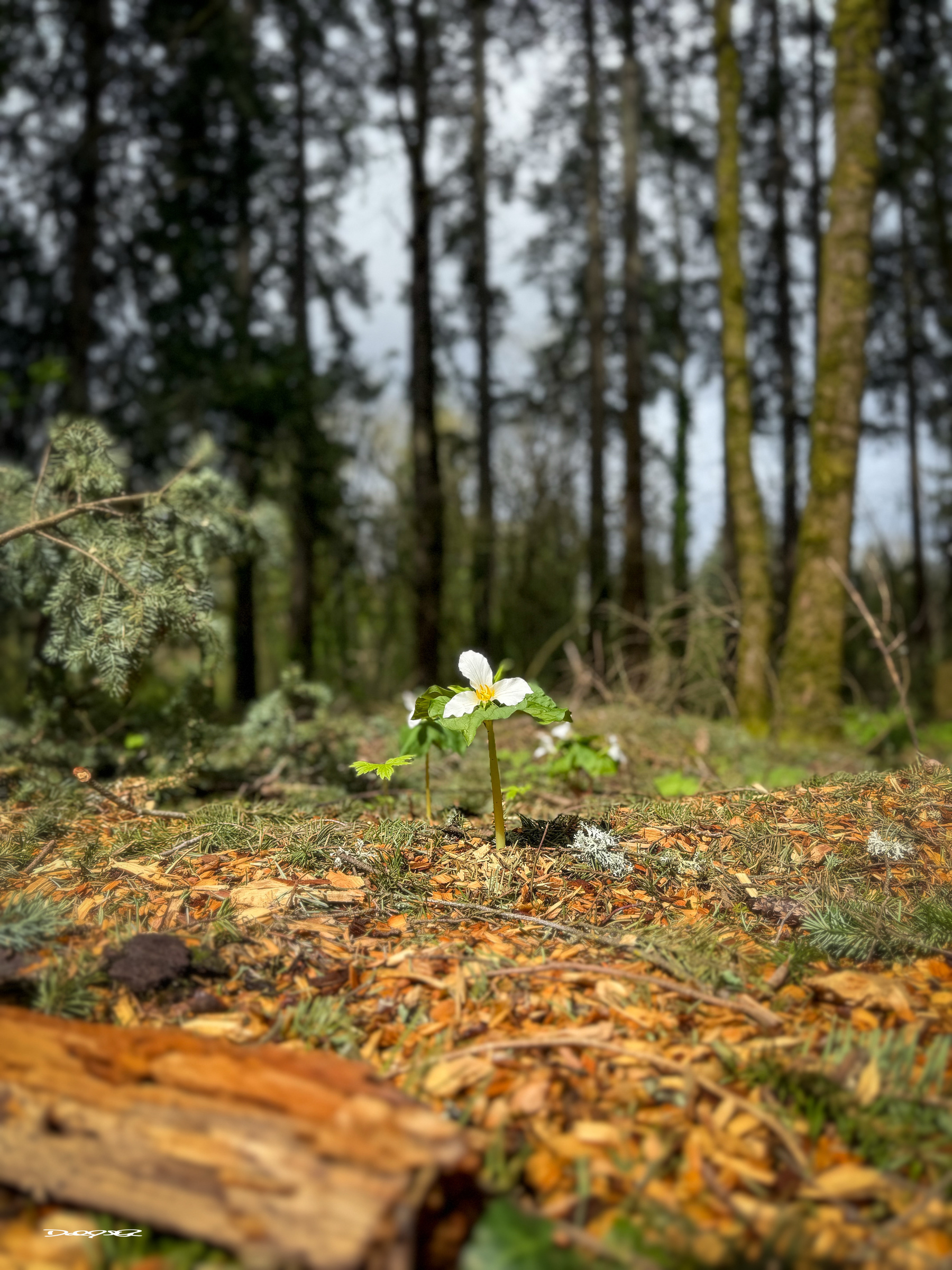 A color photo of a lone trillium flower under the forest canopy