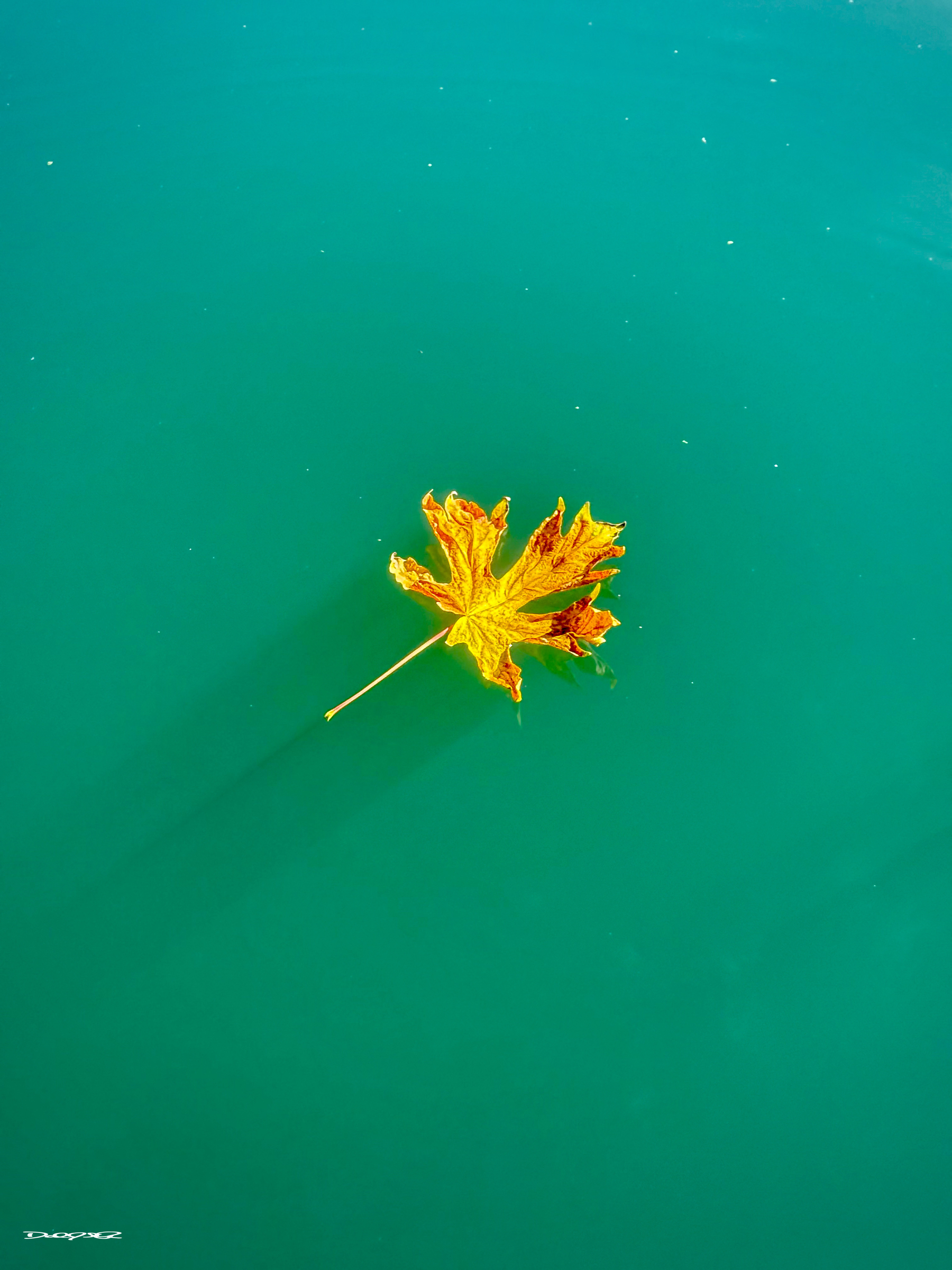A single yellow leaf floats on a calm, turquoise body of water.