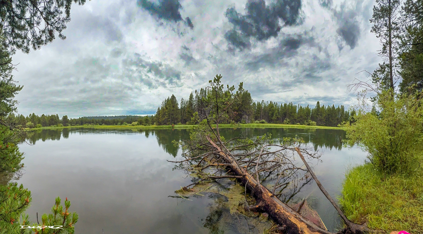 A fallen tree extends into a calm Deschutes River surrounded by lush greenery and cloudy skies.