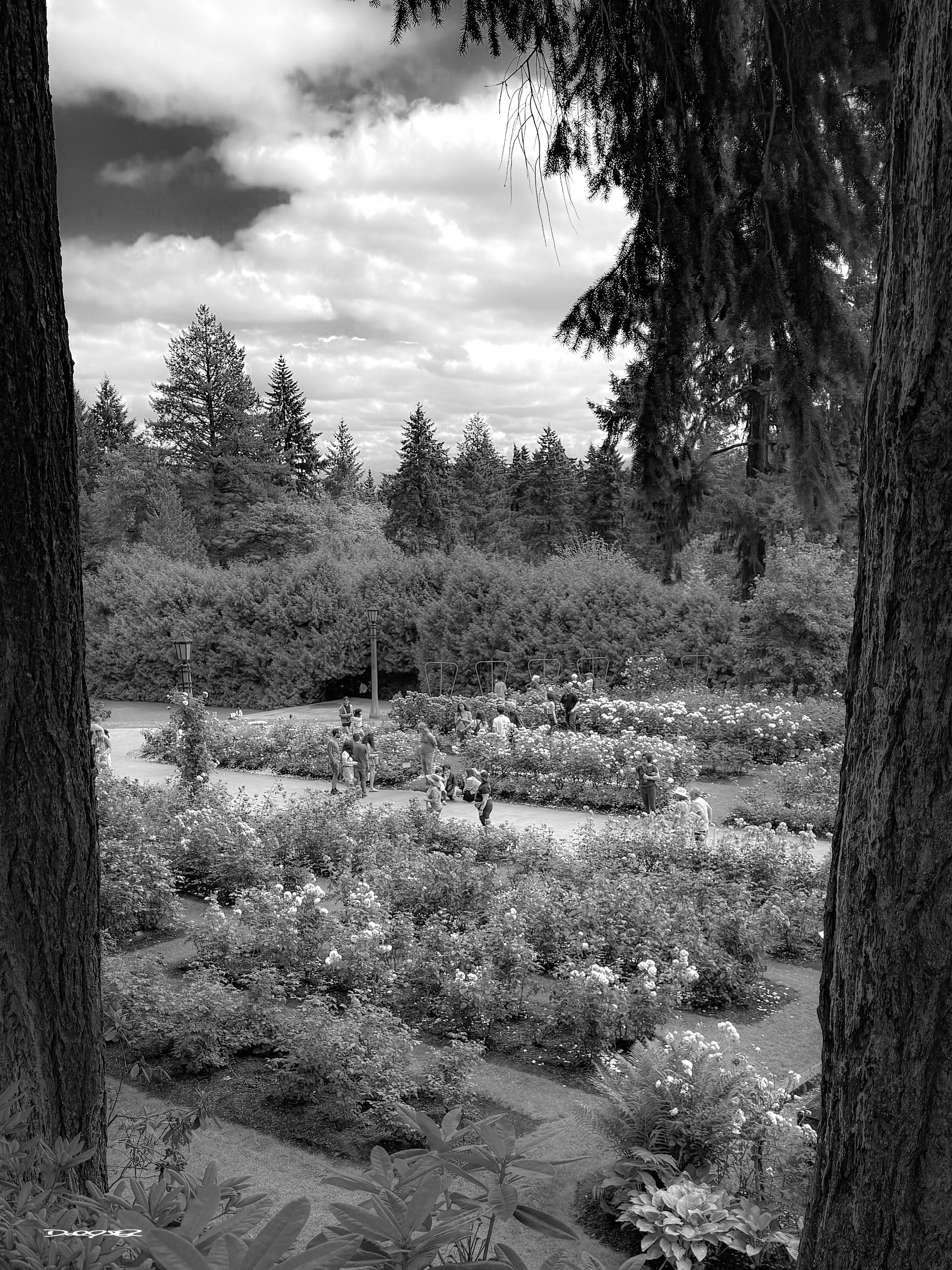 A garden with numerous blooming flowers and a few people walking along pathways framed by tall trees.